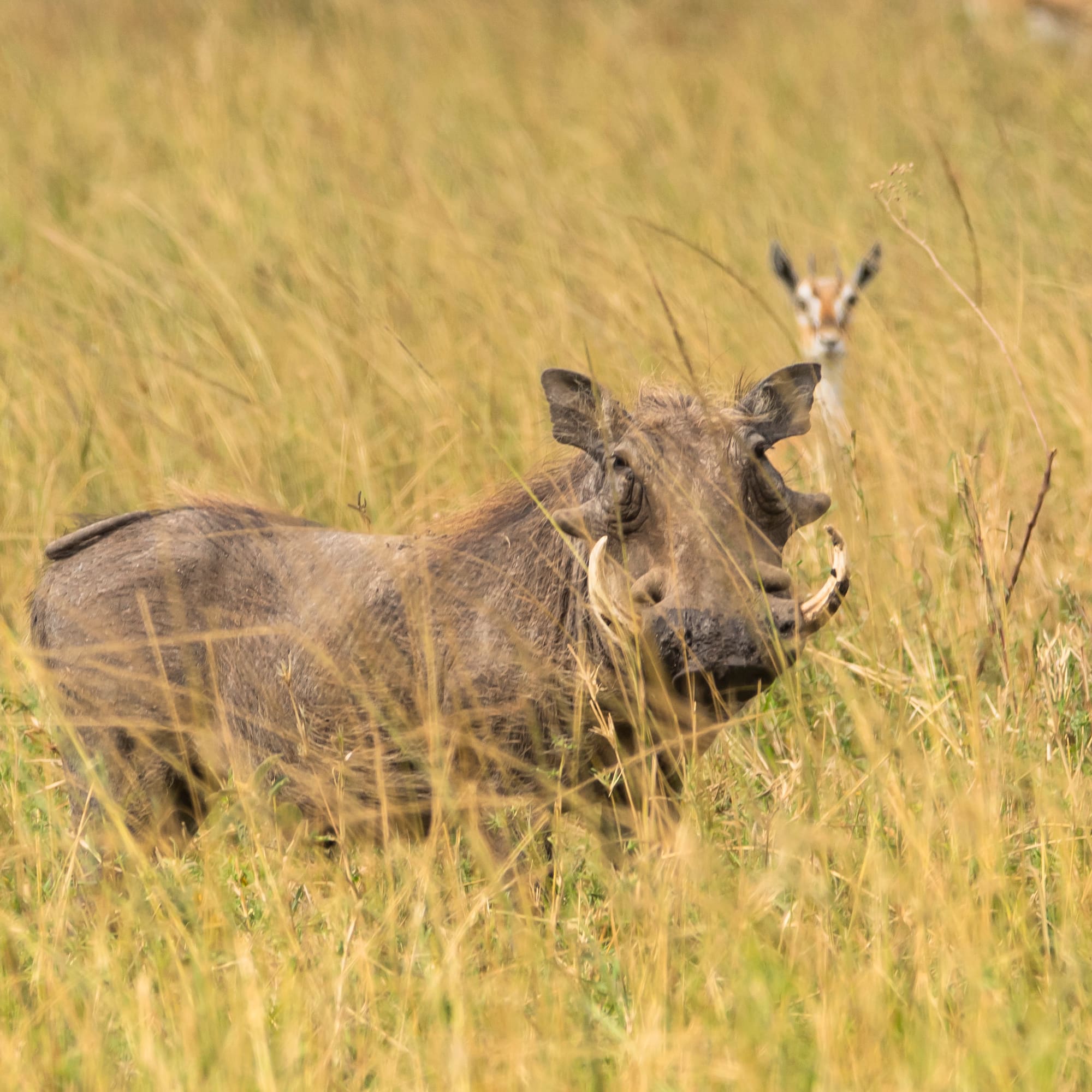 a warthog in a grassy field