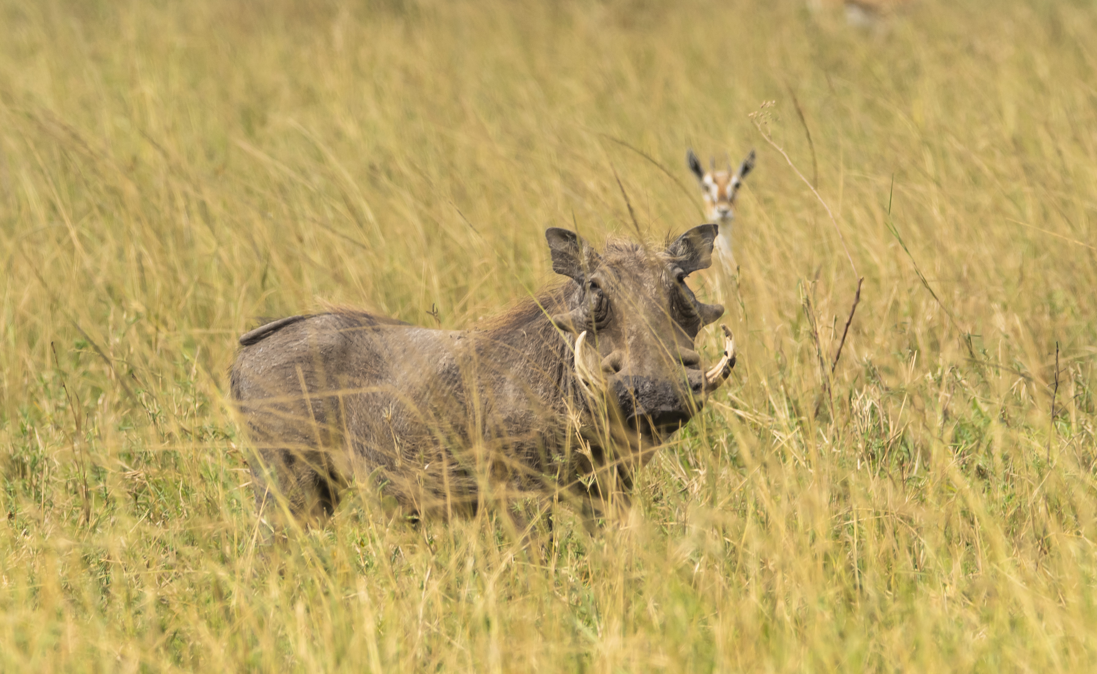 African warthog with tusks in savanna grass, blurred gazelle in background.