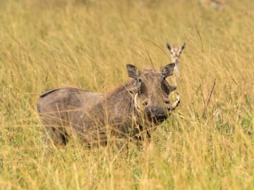 a warthog in a grassy field