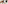 Smiling woman in sunglasses with her tri-color dog in a city street selfie.