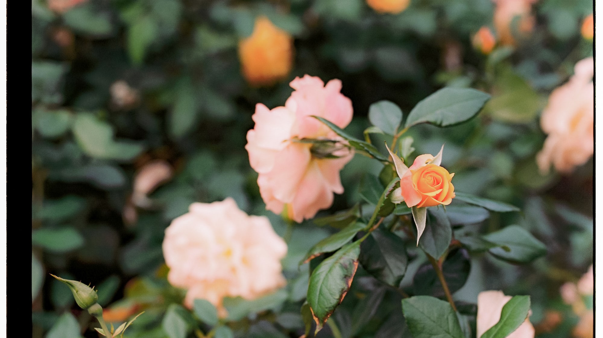a group of pink and yellow roses