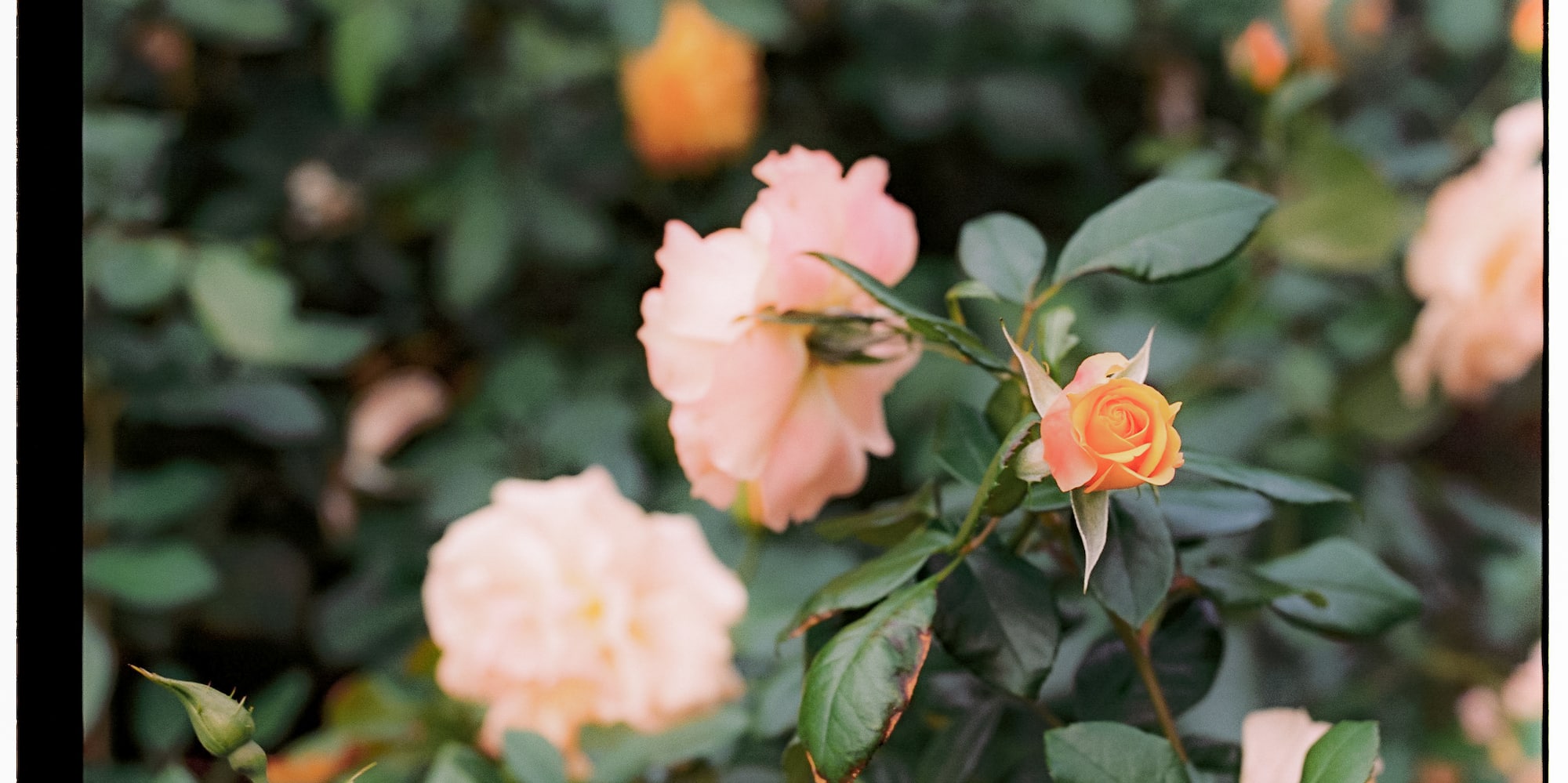 a group of pink and yellow roses