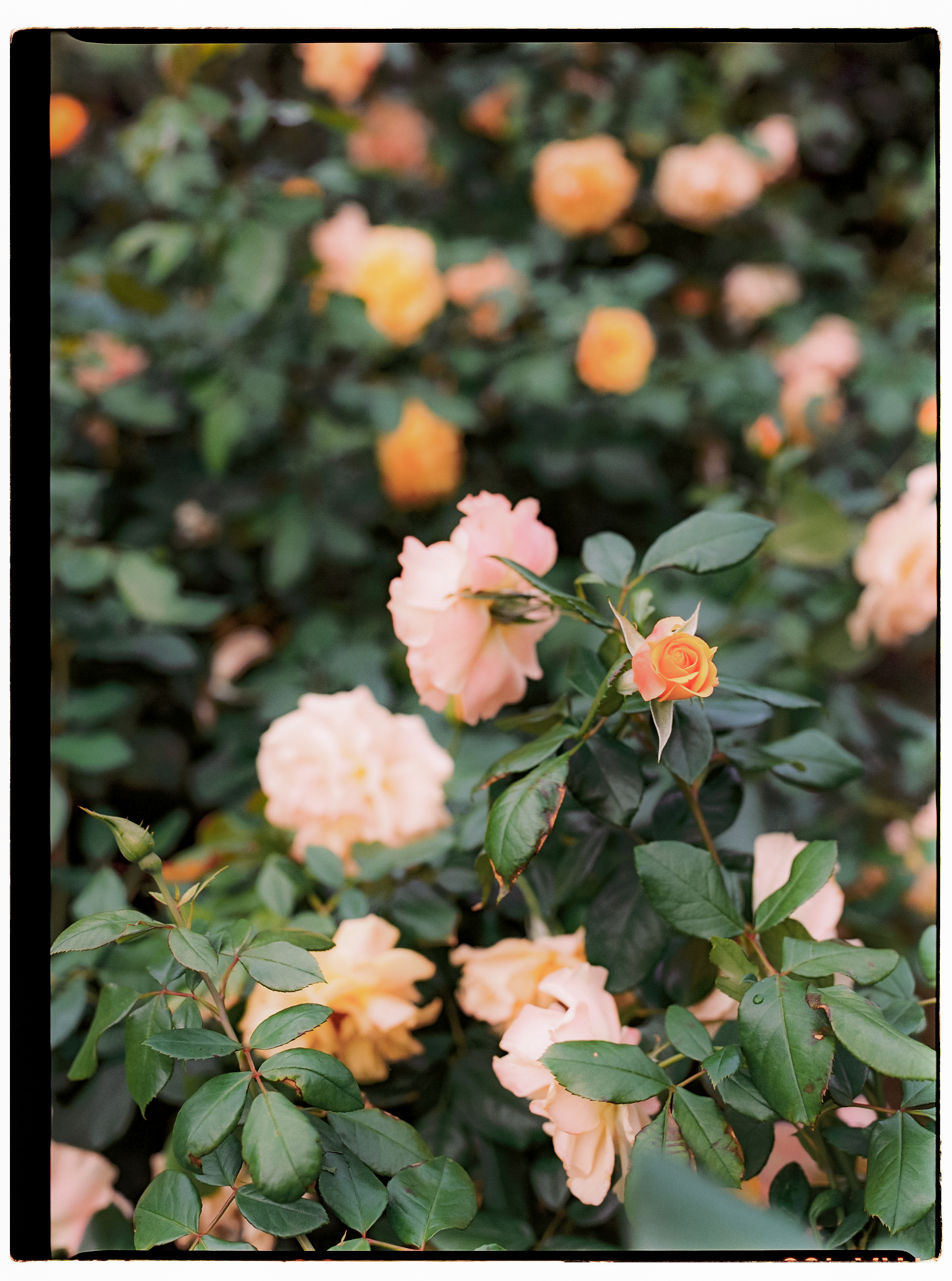 a group of pink and yellow roses