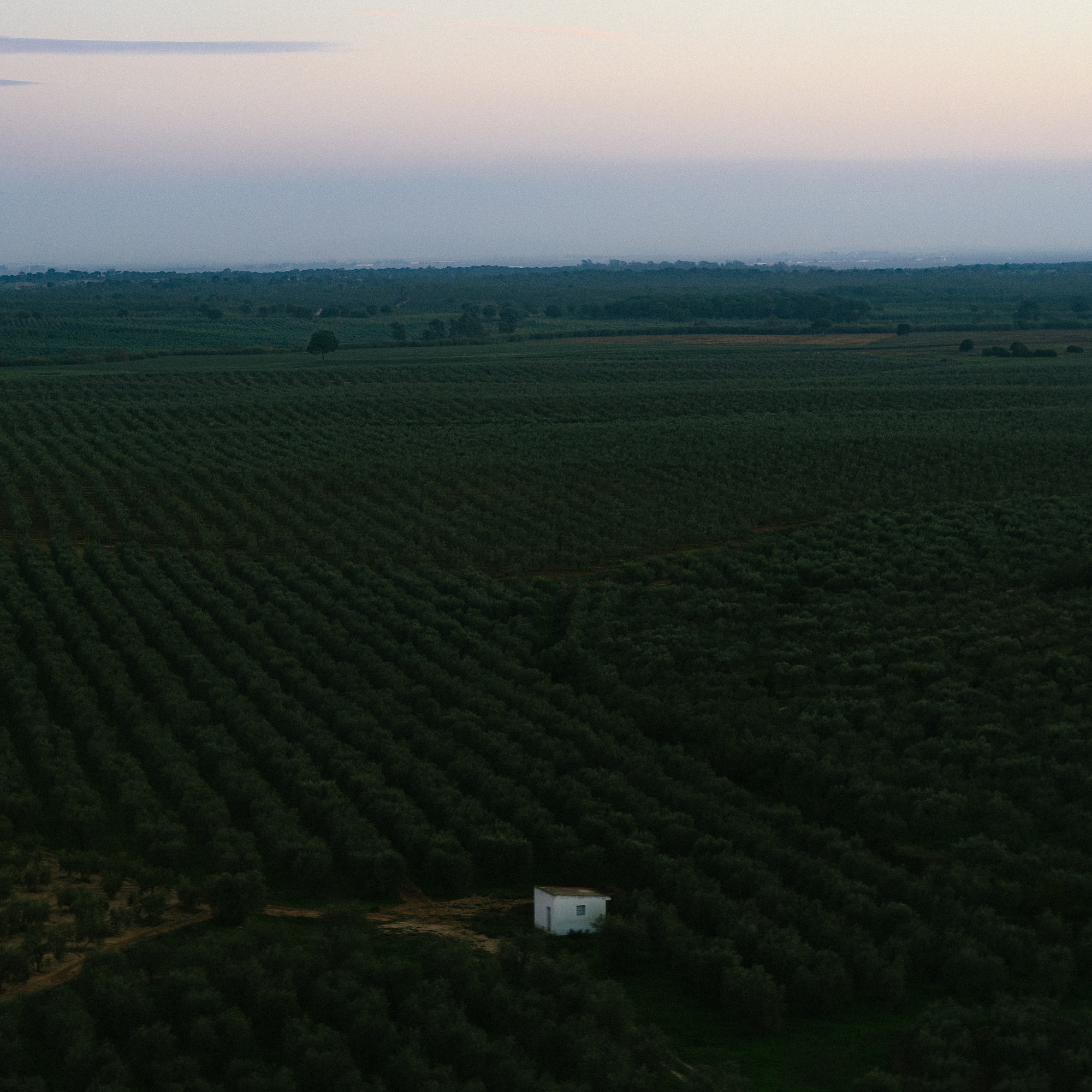 a field of trees with a small building in the middle