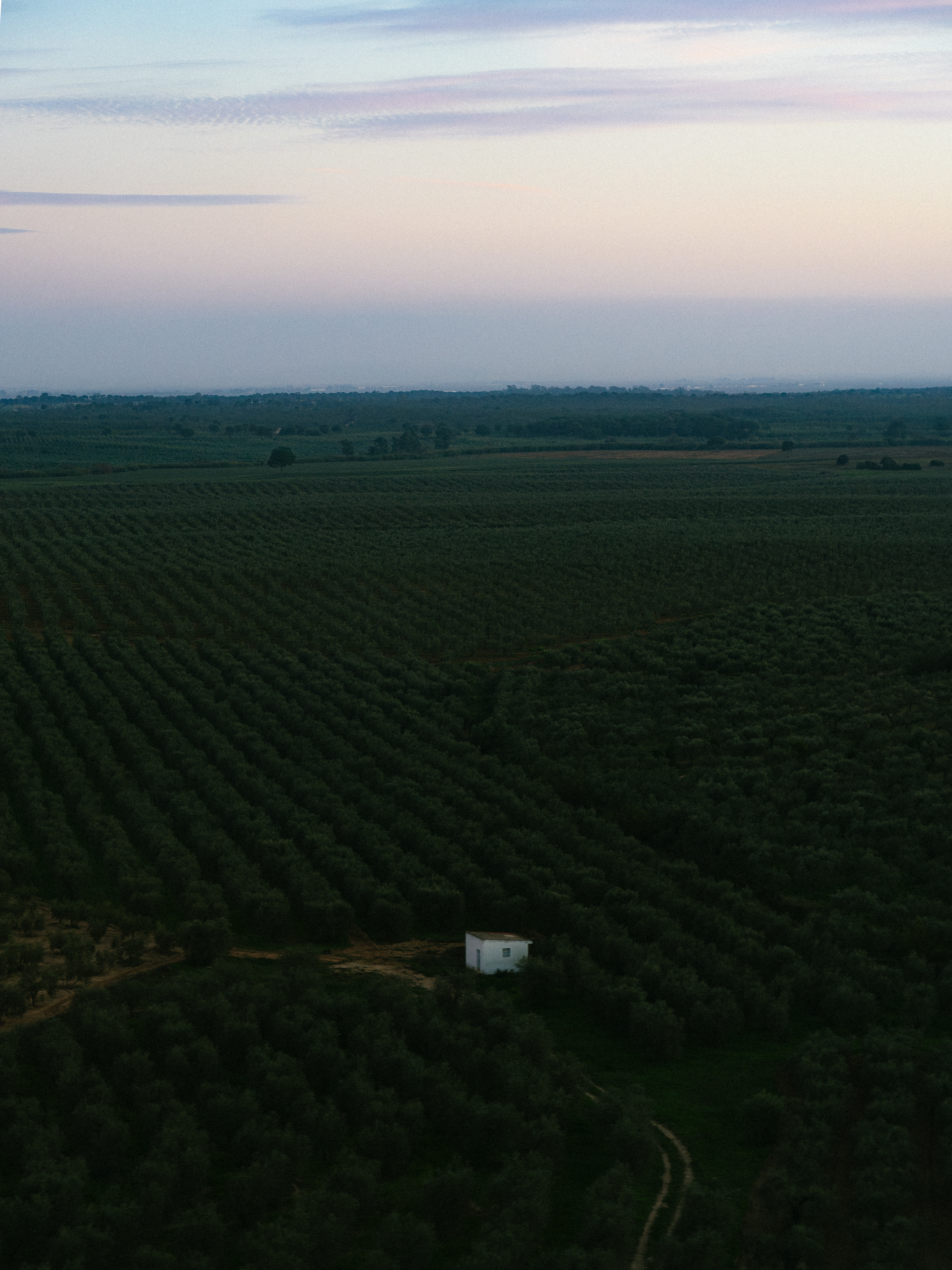 a field of trees with a small building in the middle