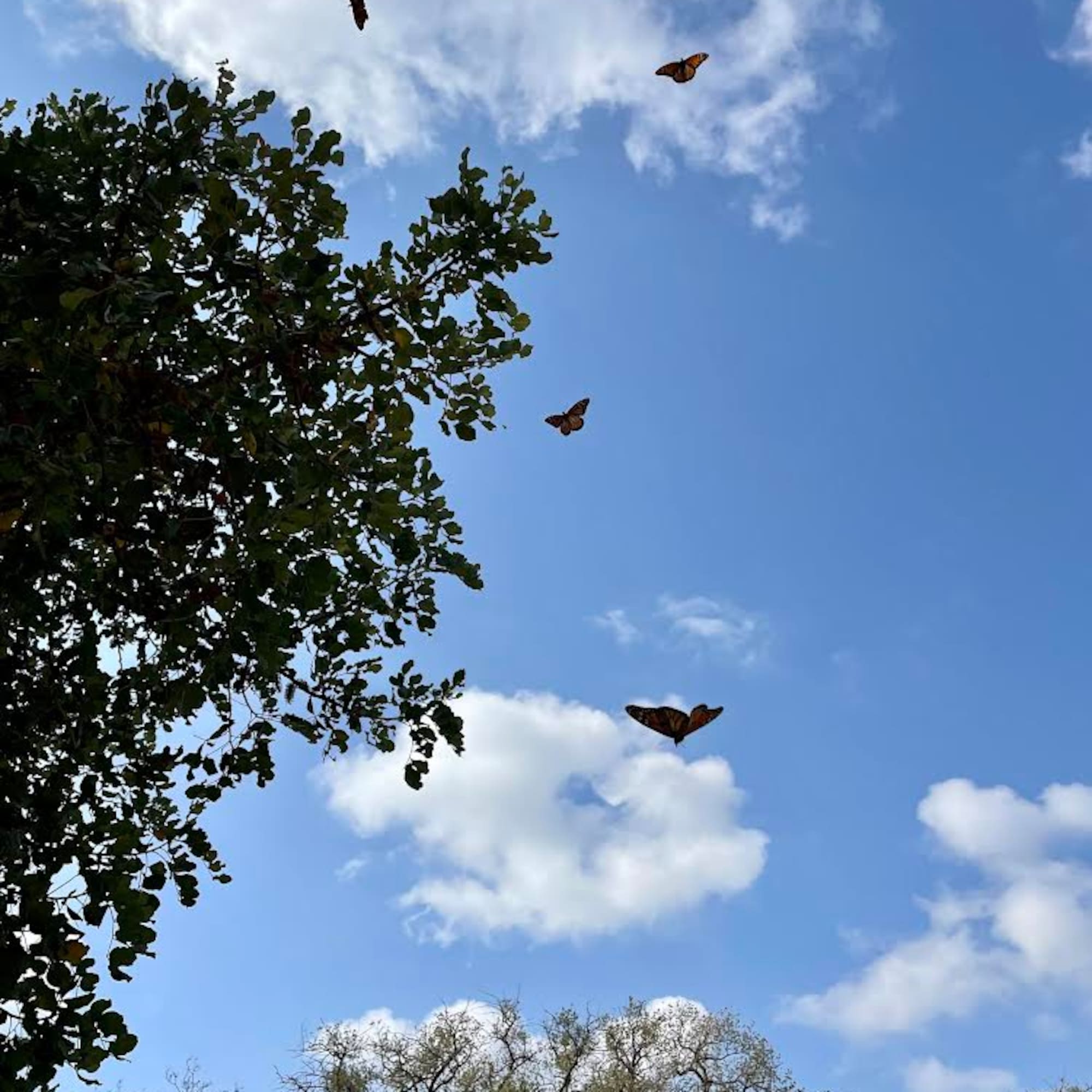 Monarch butterflies soaring in blue sky with white clouds and green trees.