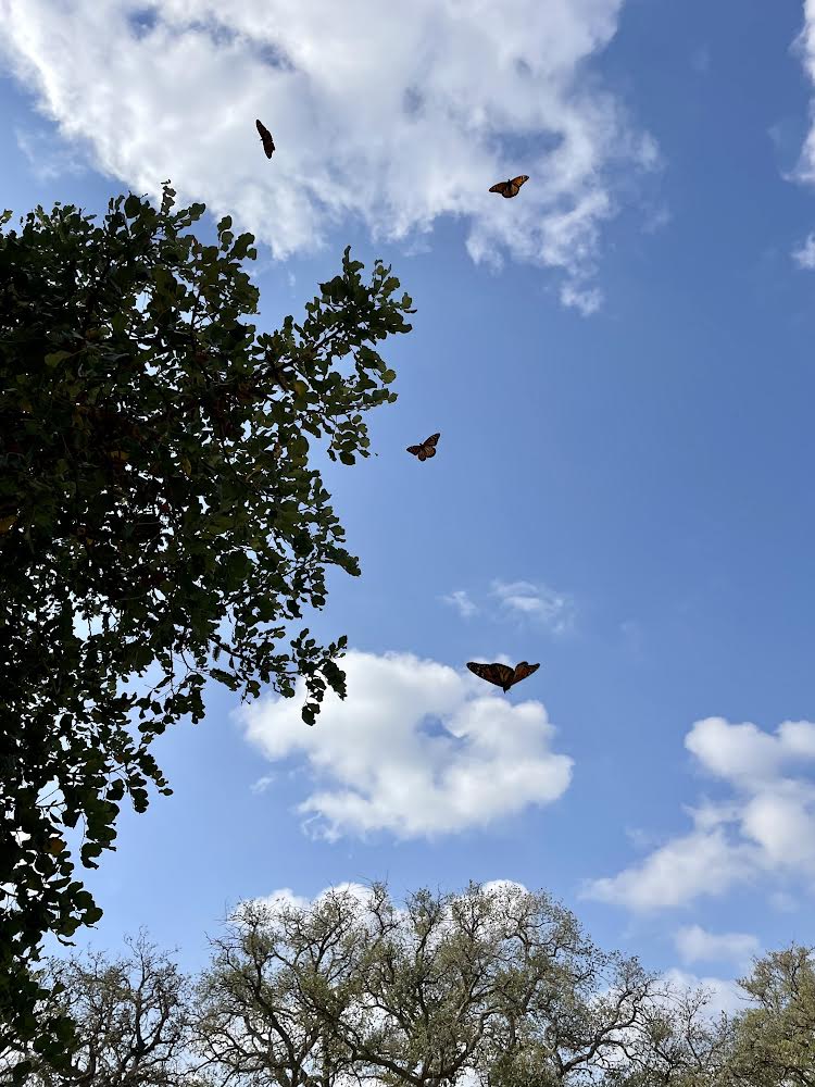 Monarch butterflies soaring in blue sky with white clouds and green trees.