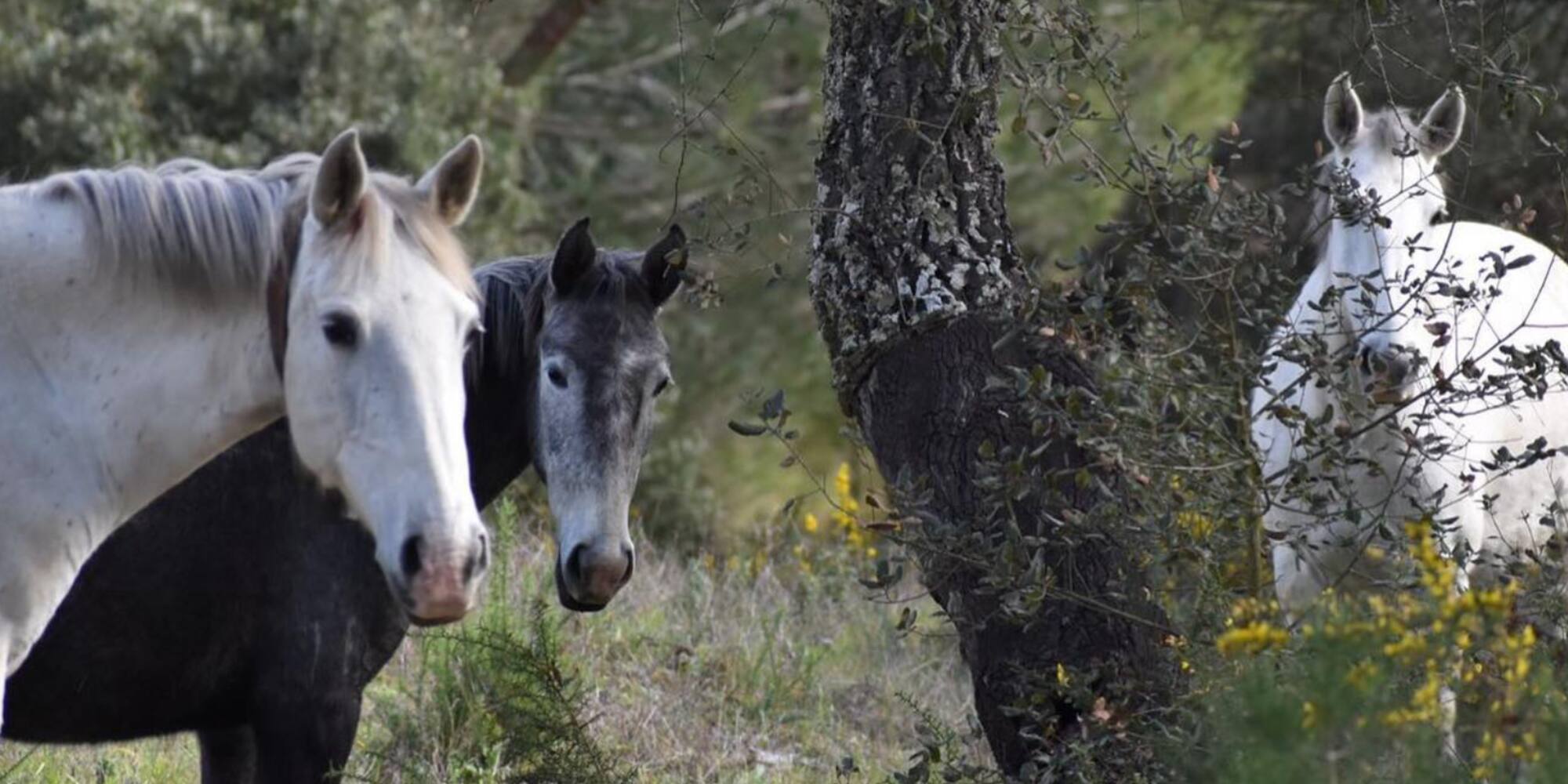 a group of horses standing in a field