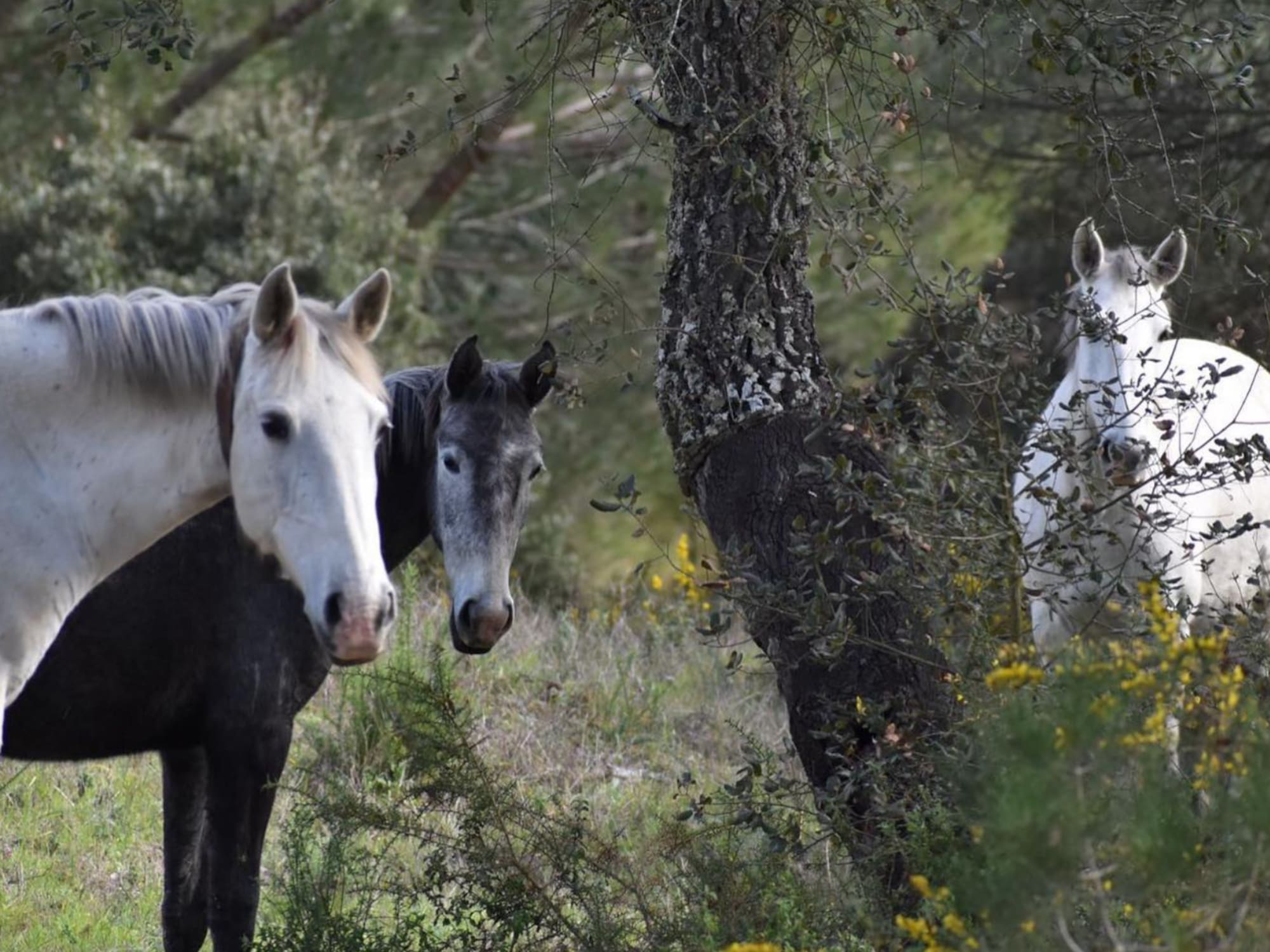 a group of horses standing in a field