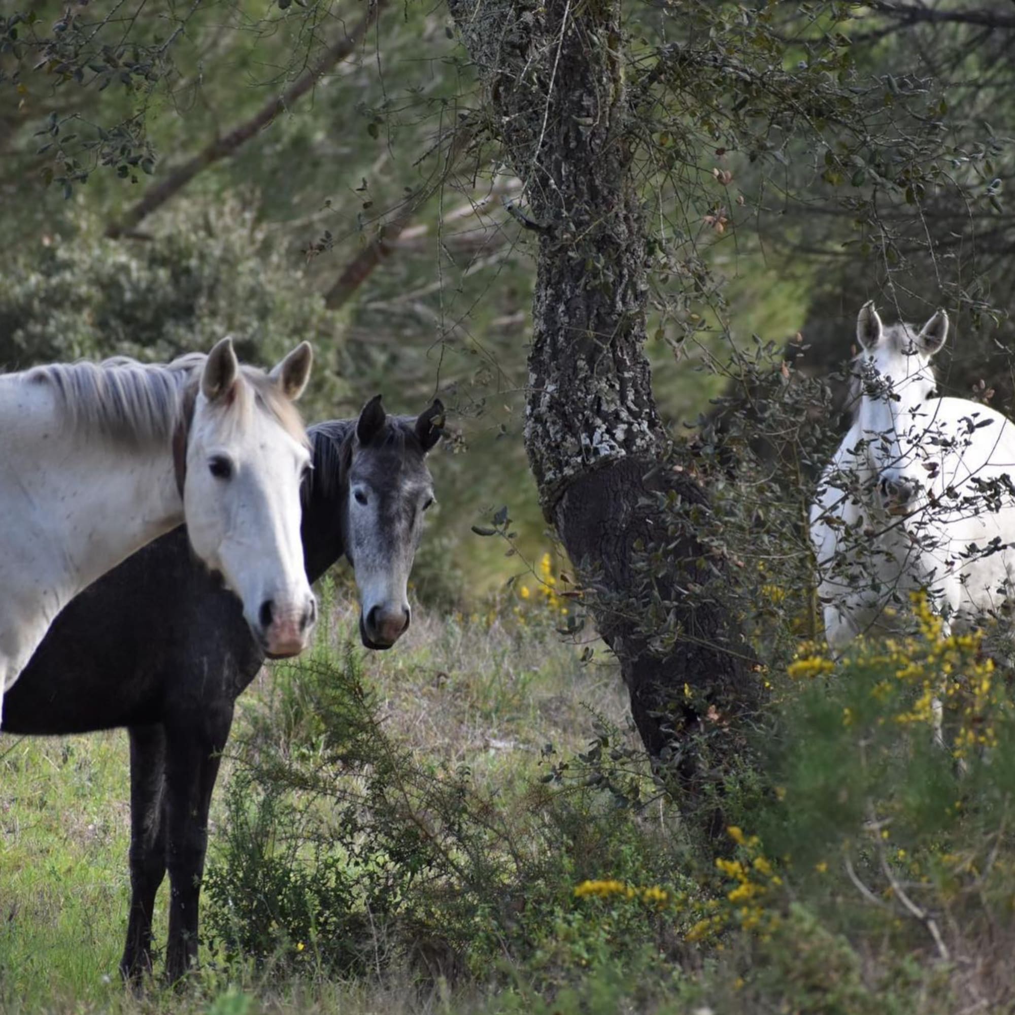 a group of horses standing in a field