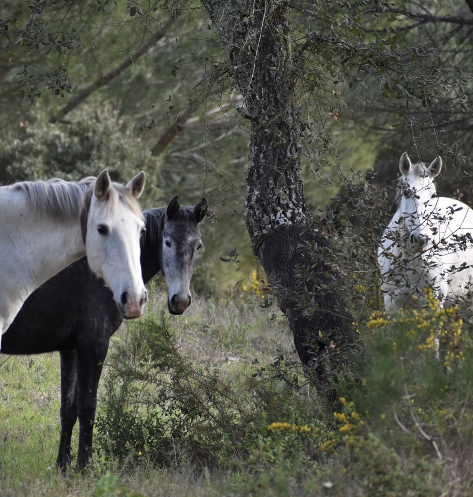 a group of horses standing in a field