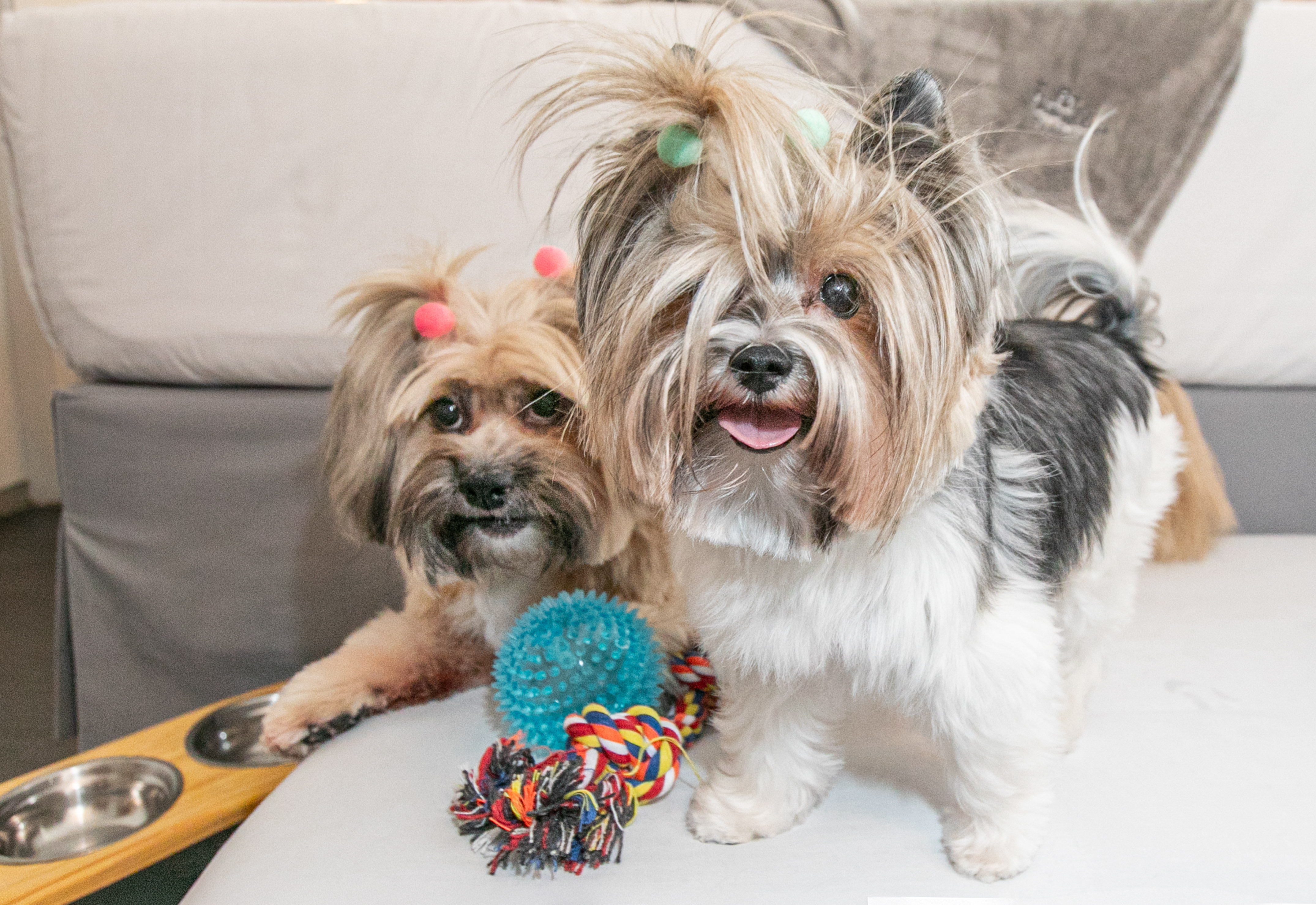Two cute Yorkie-type dogs with colorful top knots and toys.