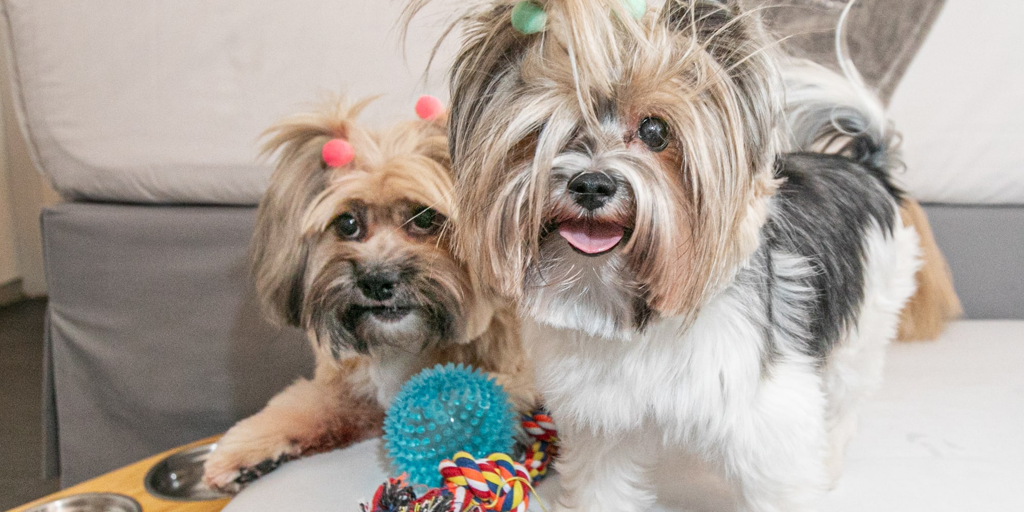 Two groomed Yorkie dogs with colorful hair ties and pet toys.