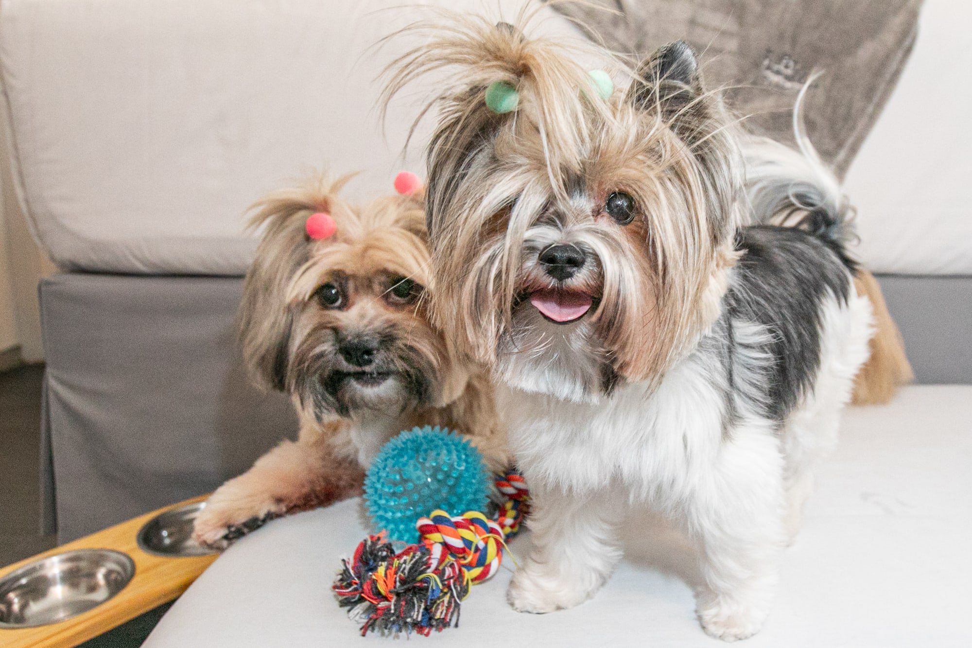 Two cute Yorkie-type dogs with colorful top knots and toys.