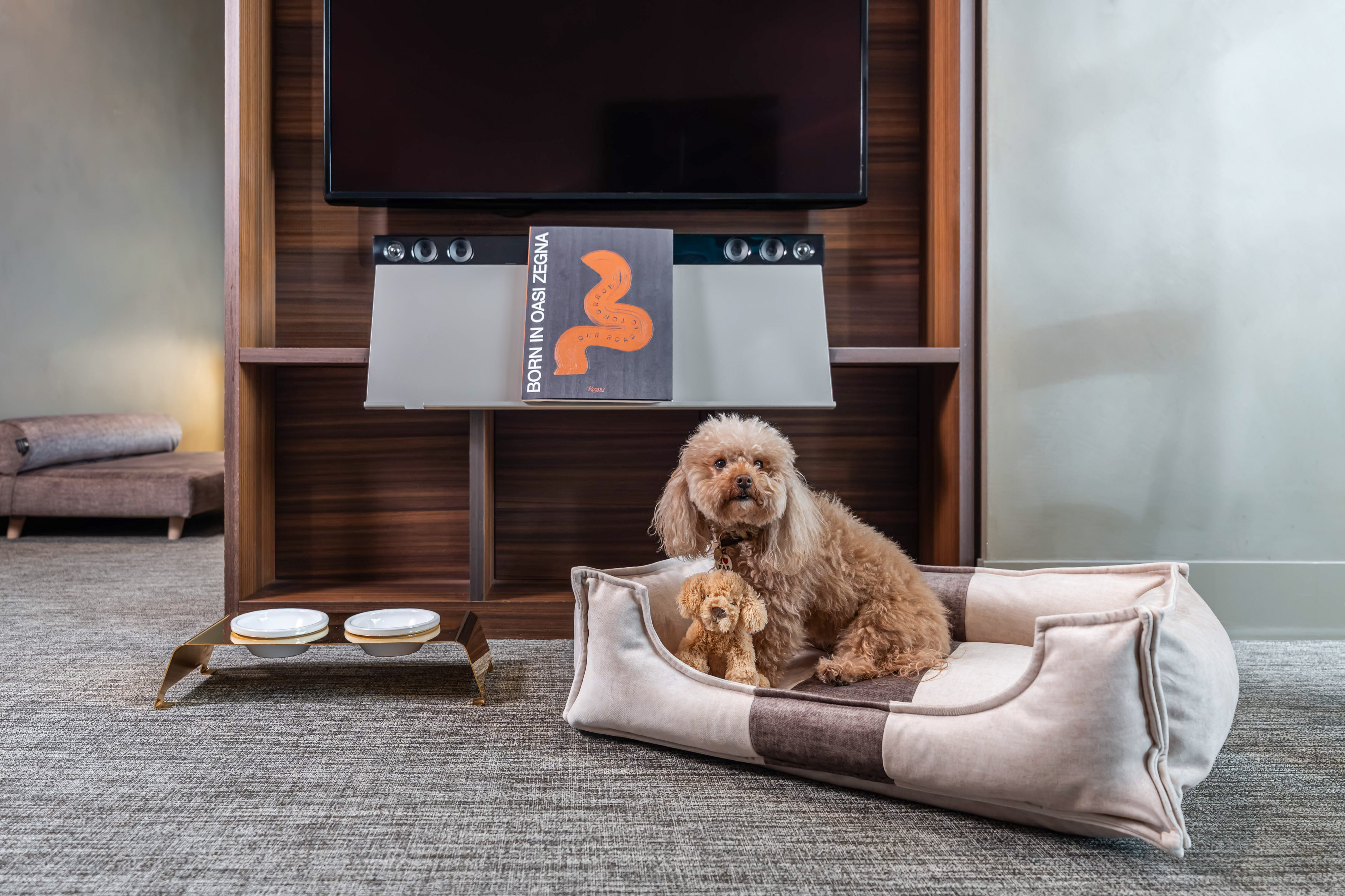 Brown poodle in pet bed, toy dog, pet bowls, modern TV cabinet.