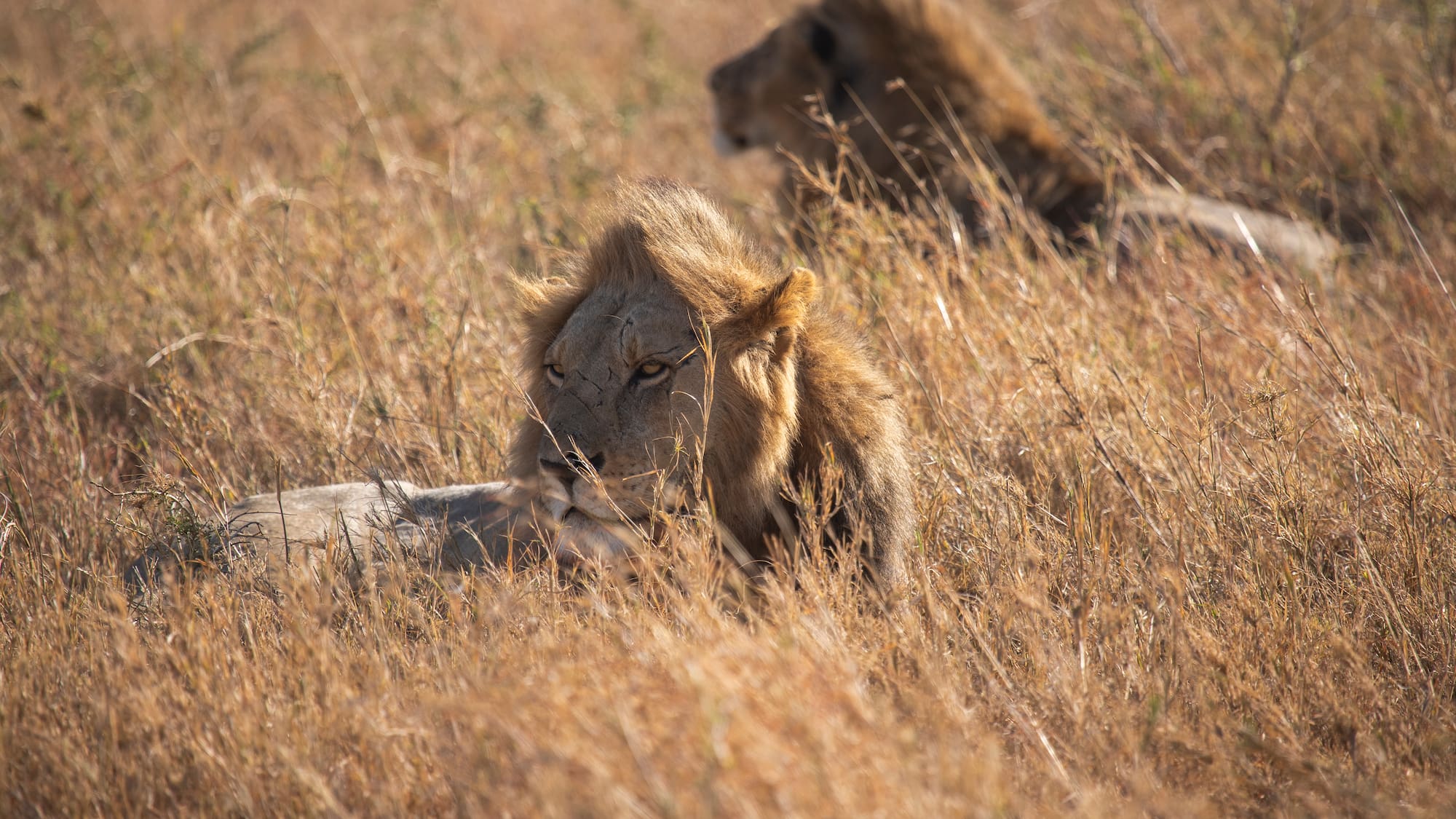 a lion lying in the grass