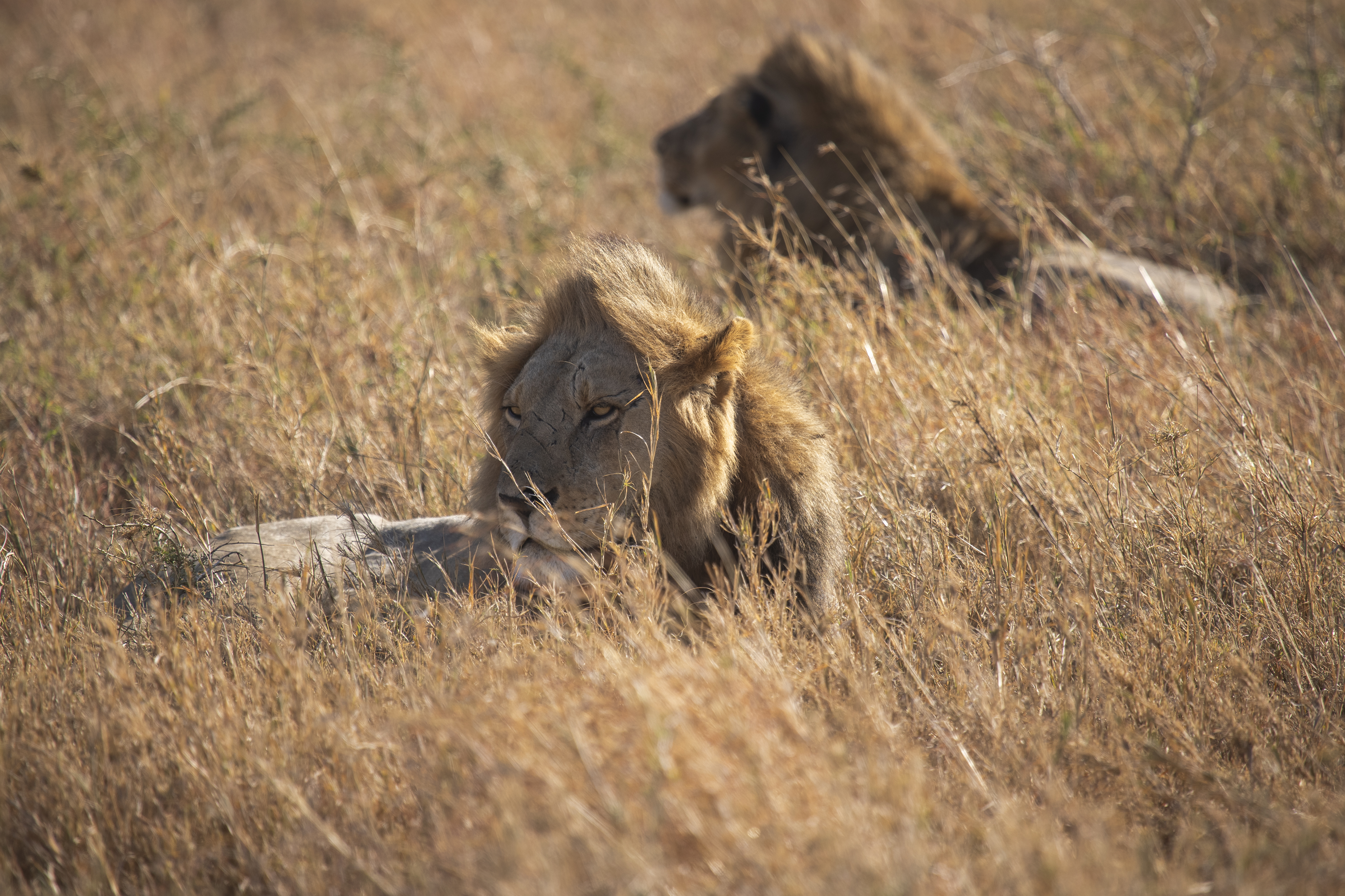 a lion lying in the grass
