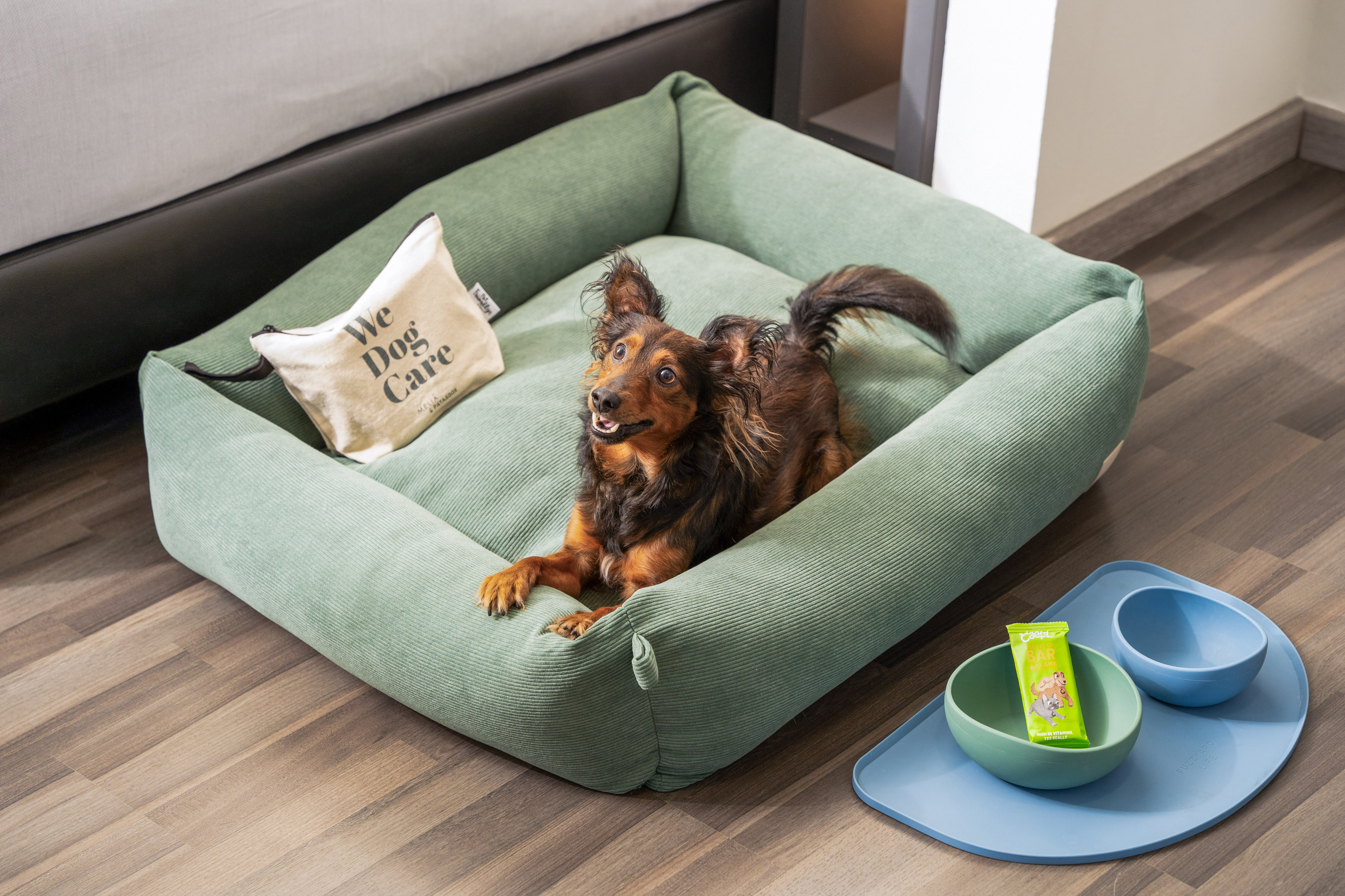Happy long-haired dog in green corduroy dog bed with treat and bowls.