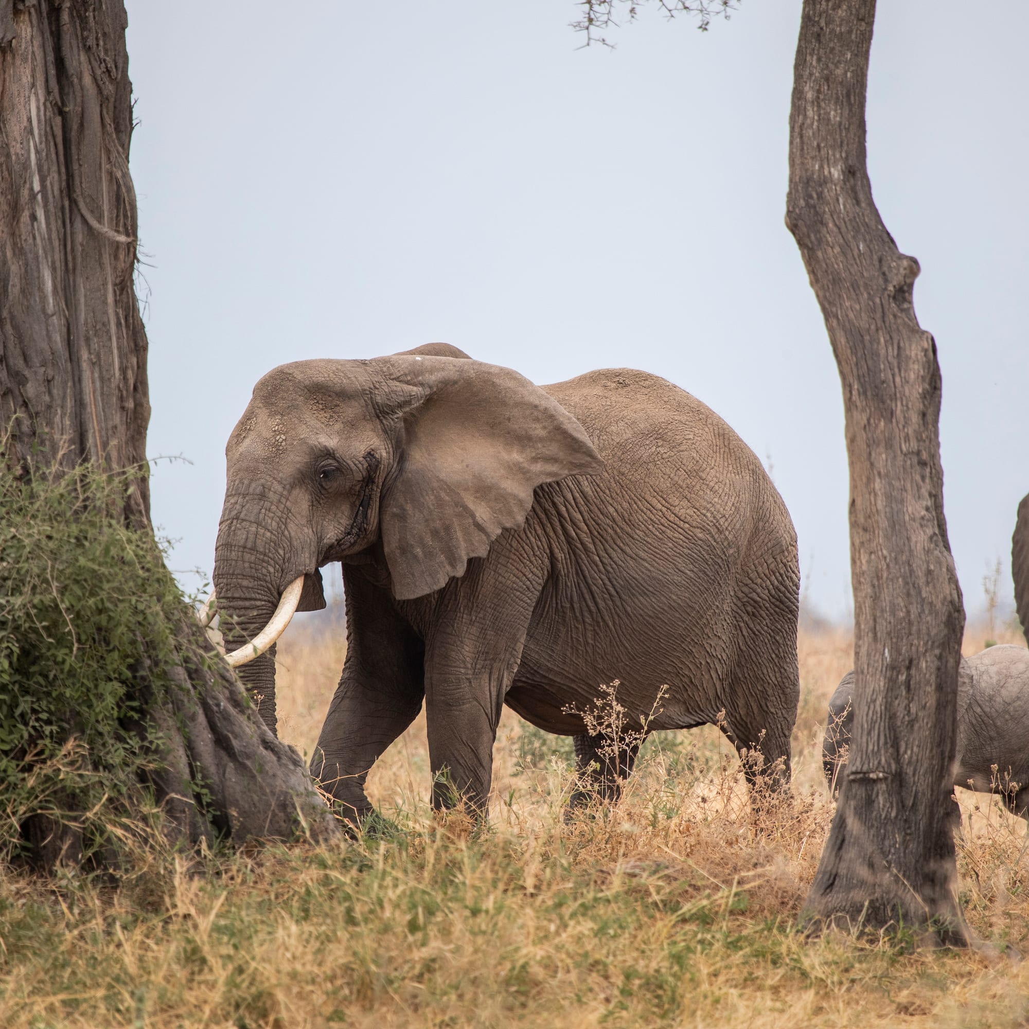 an elephant standing in a field with trees
