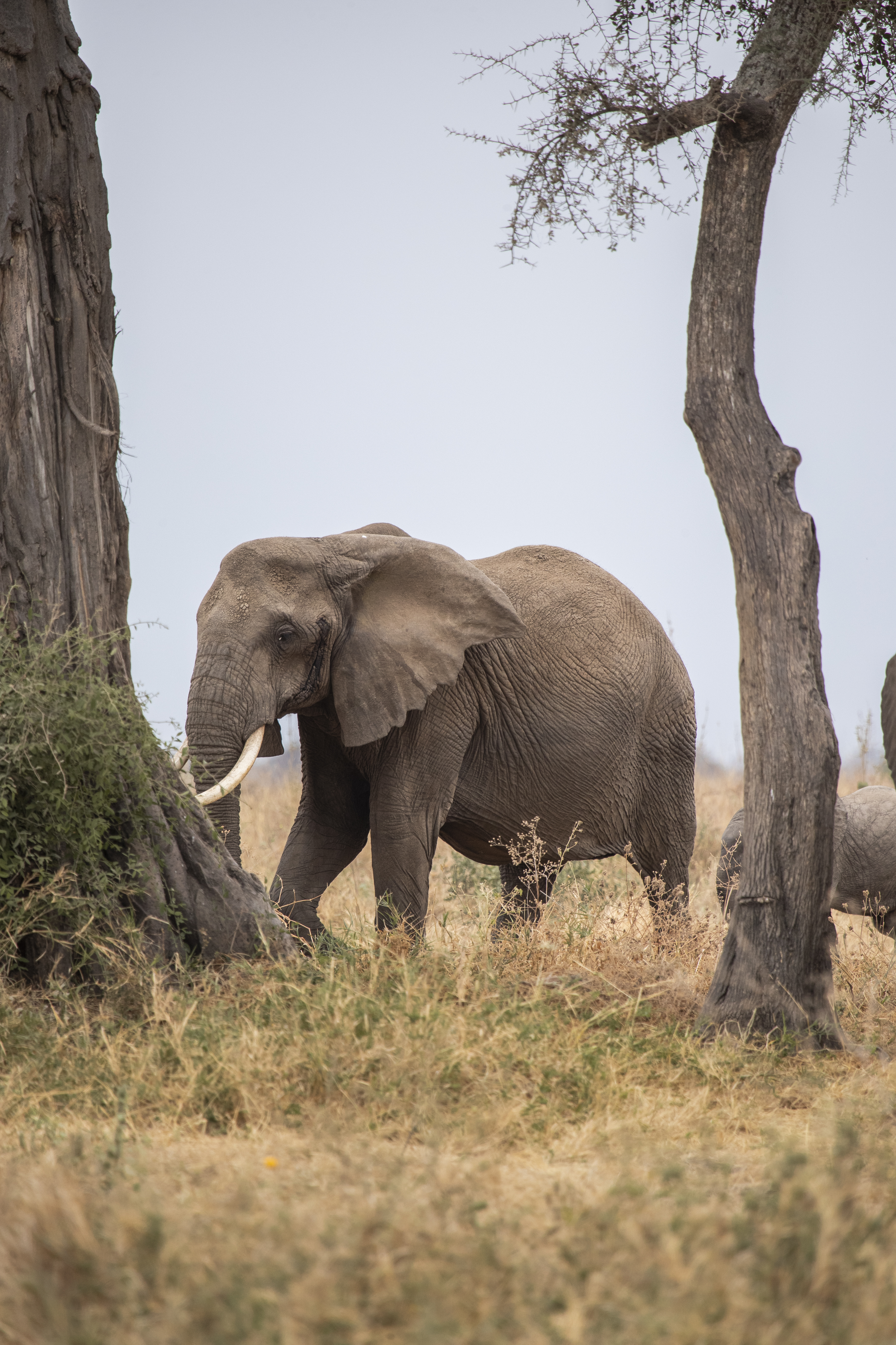 an elephant standing in a field with trees