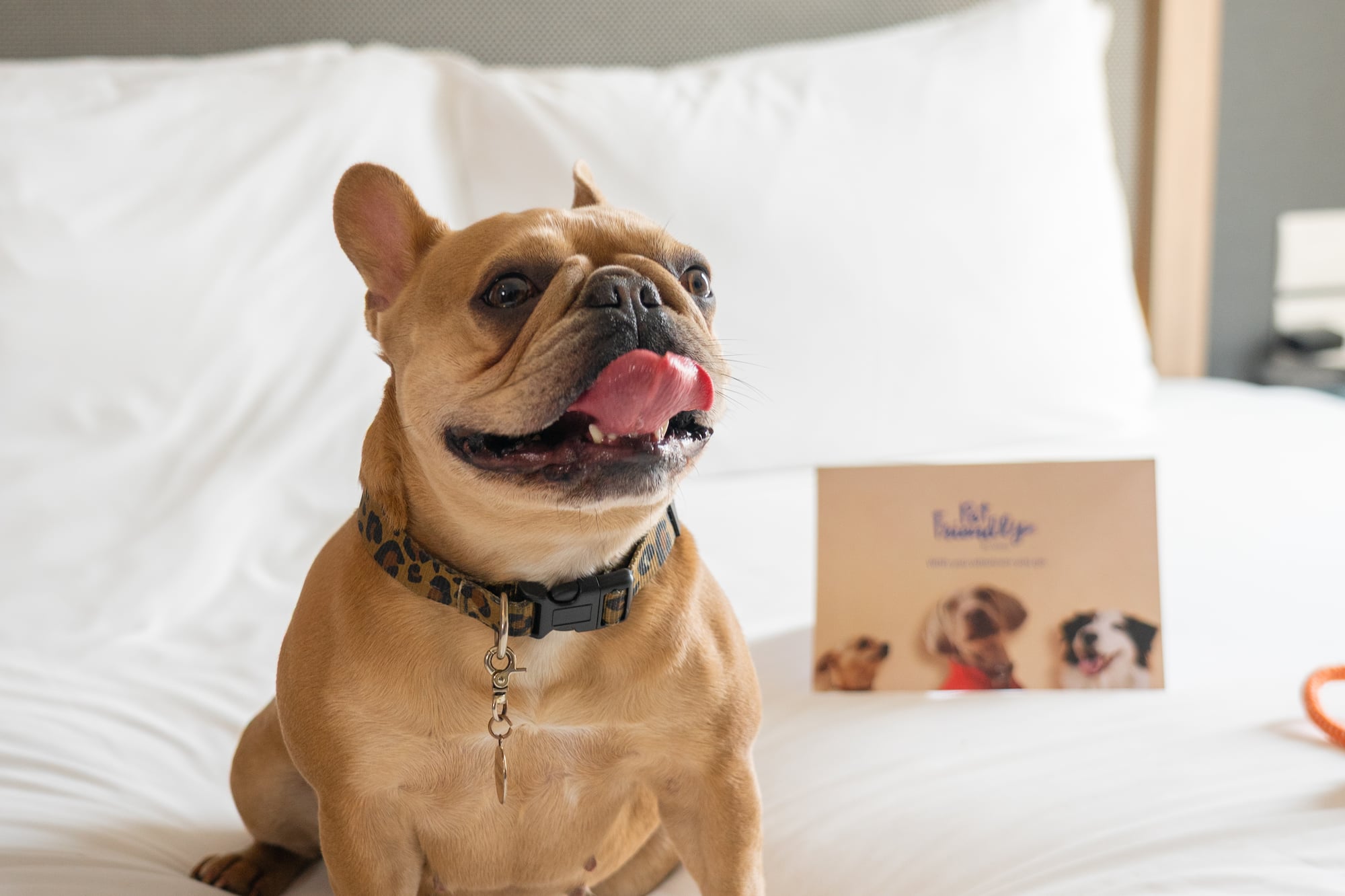 a dog sitting on a bed