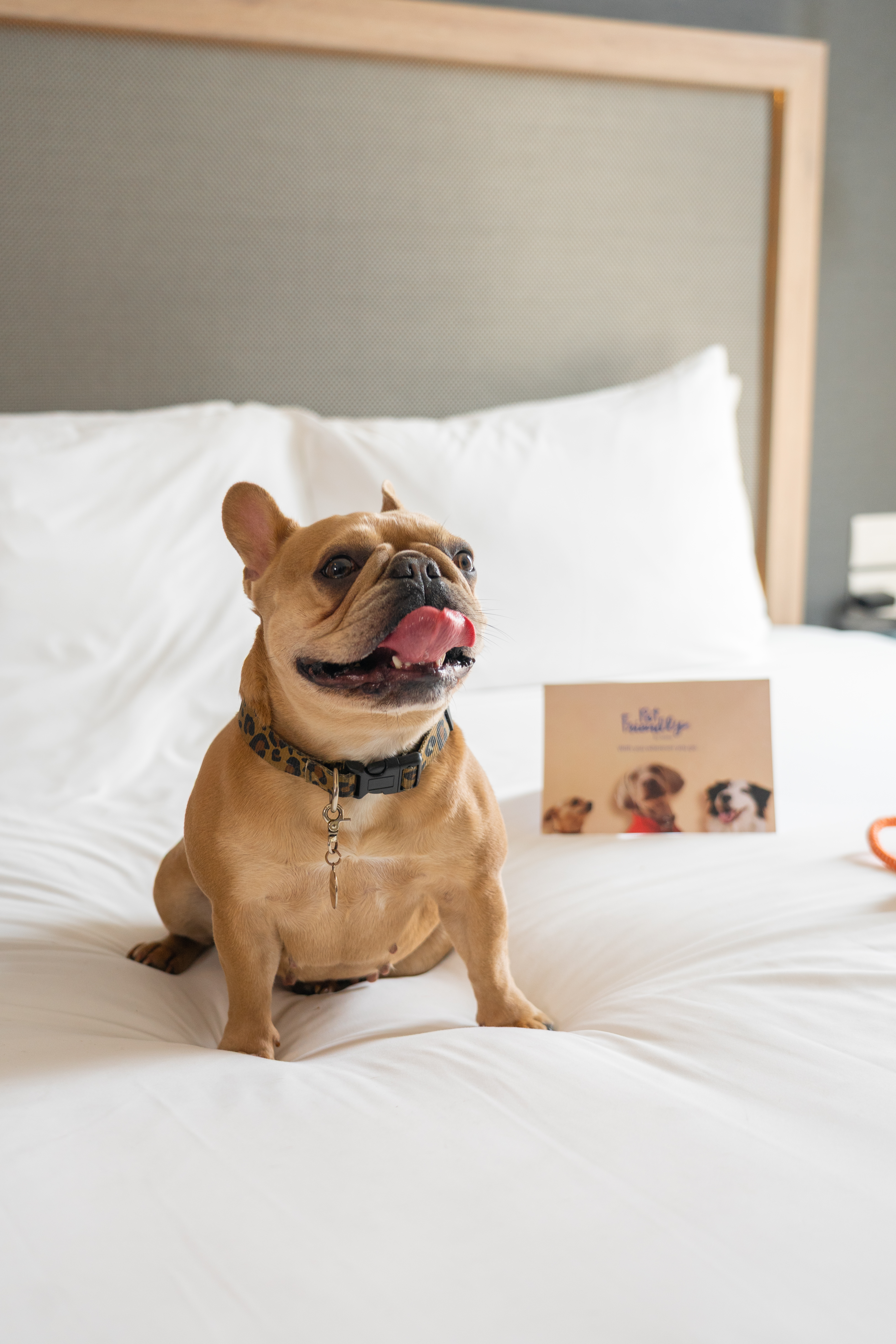 Fawn French Bulldog on bed in pet-friendly hotel room, tongue out.