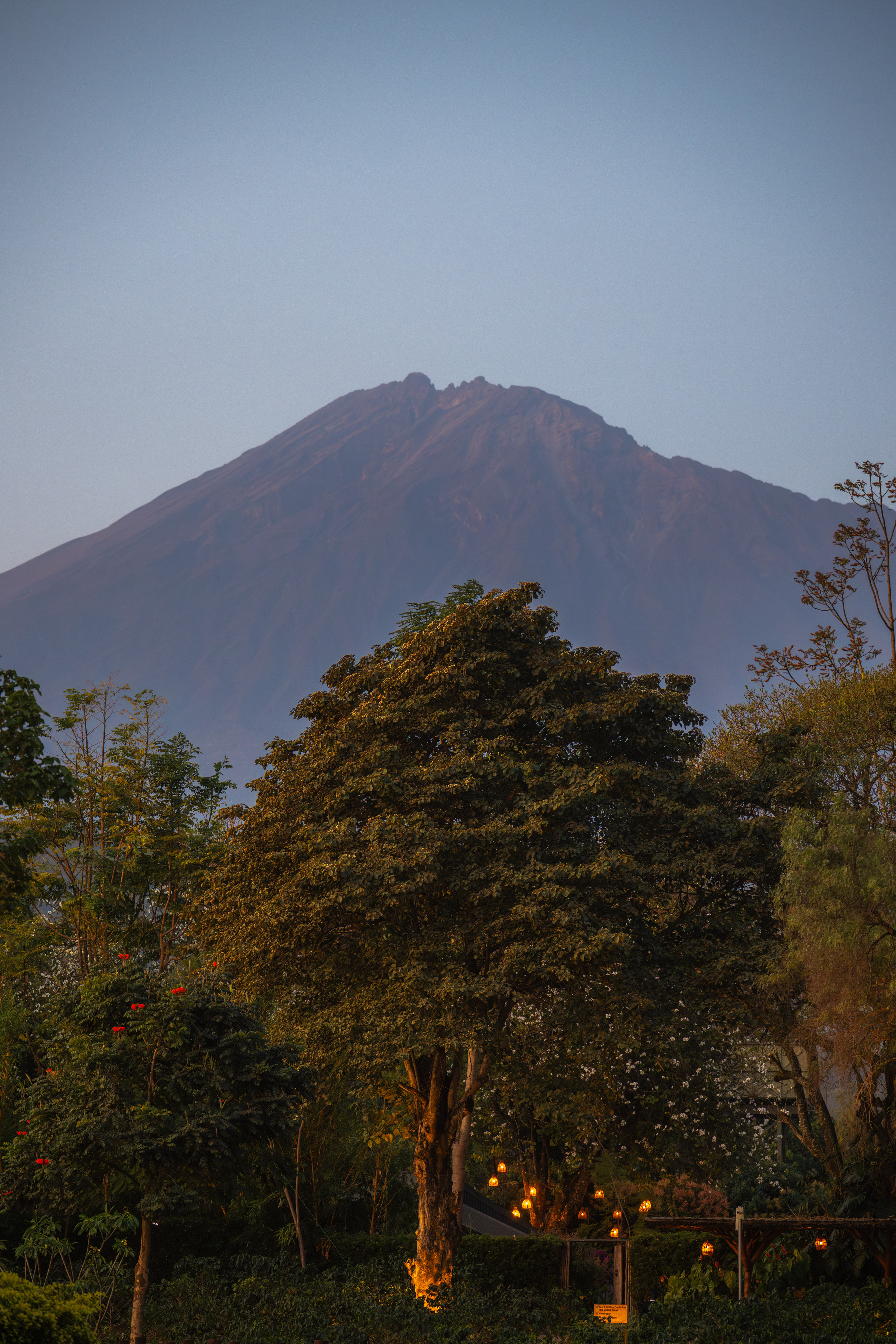 Mountain landscape with deep green trees and soft evening lights at dusk.
