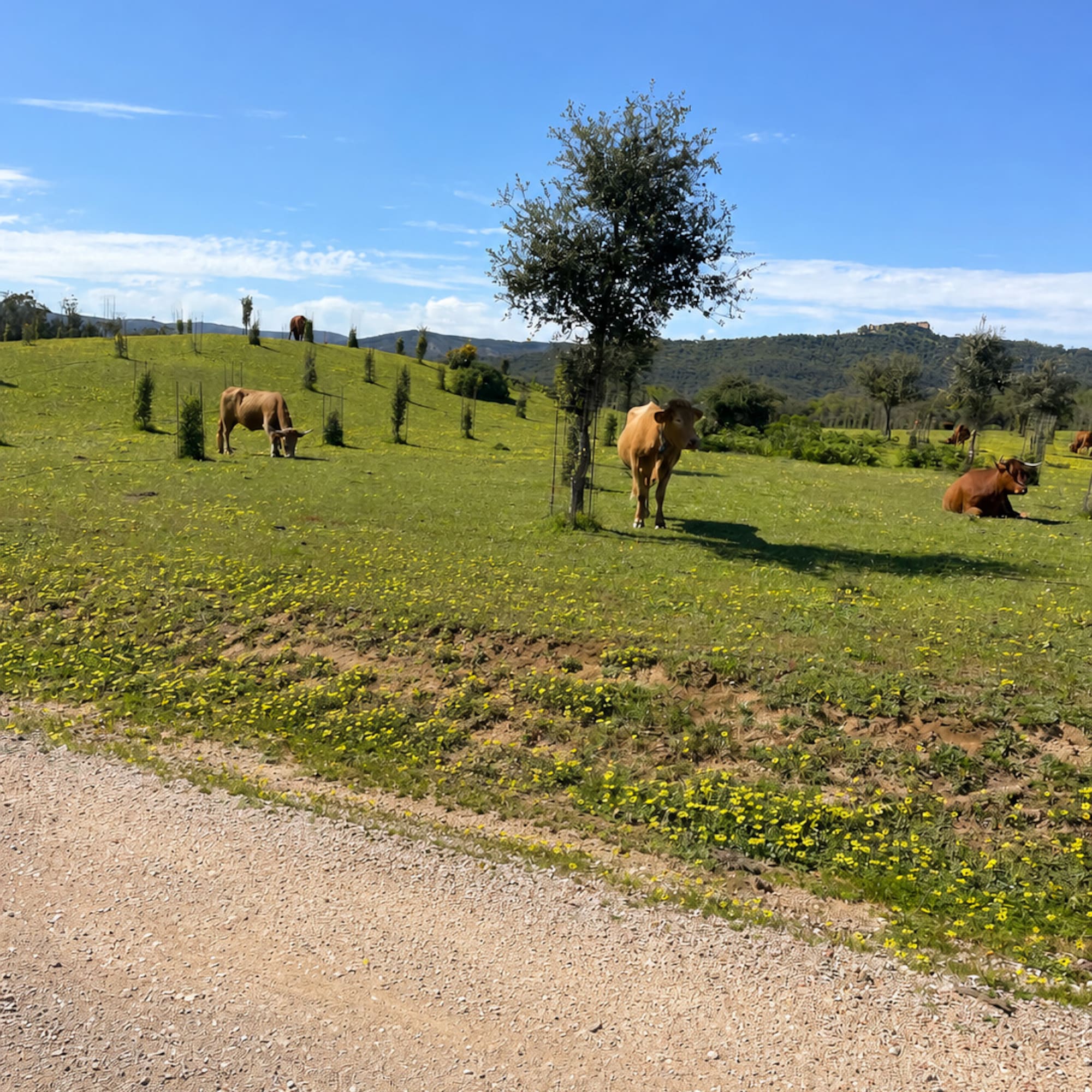 Brown cows grazing on a hillside pasture with yellow flowers under a blue sky.
