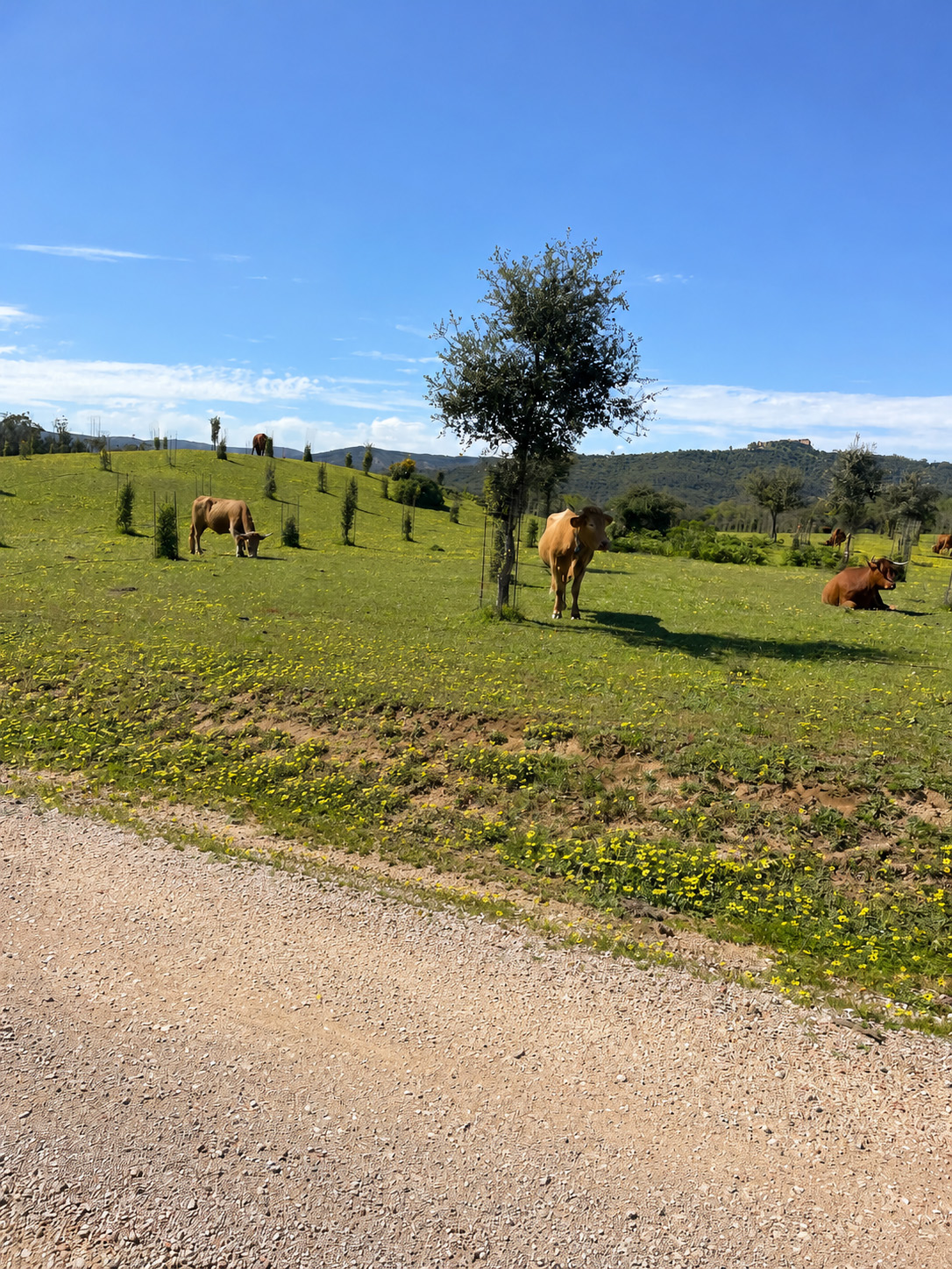 Brown cows grazing on a hillside pasture with yellow flowers under a blue sky.