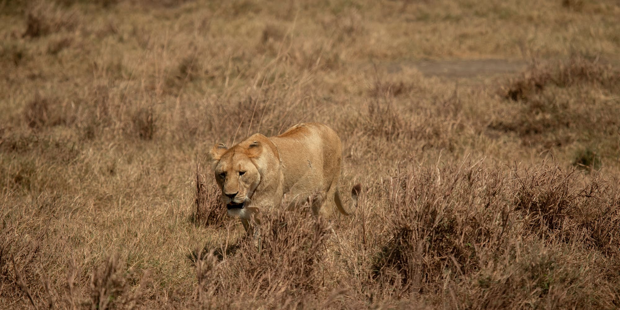 a lion in a field