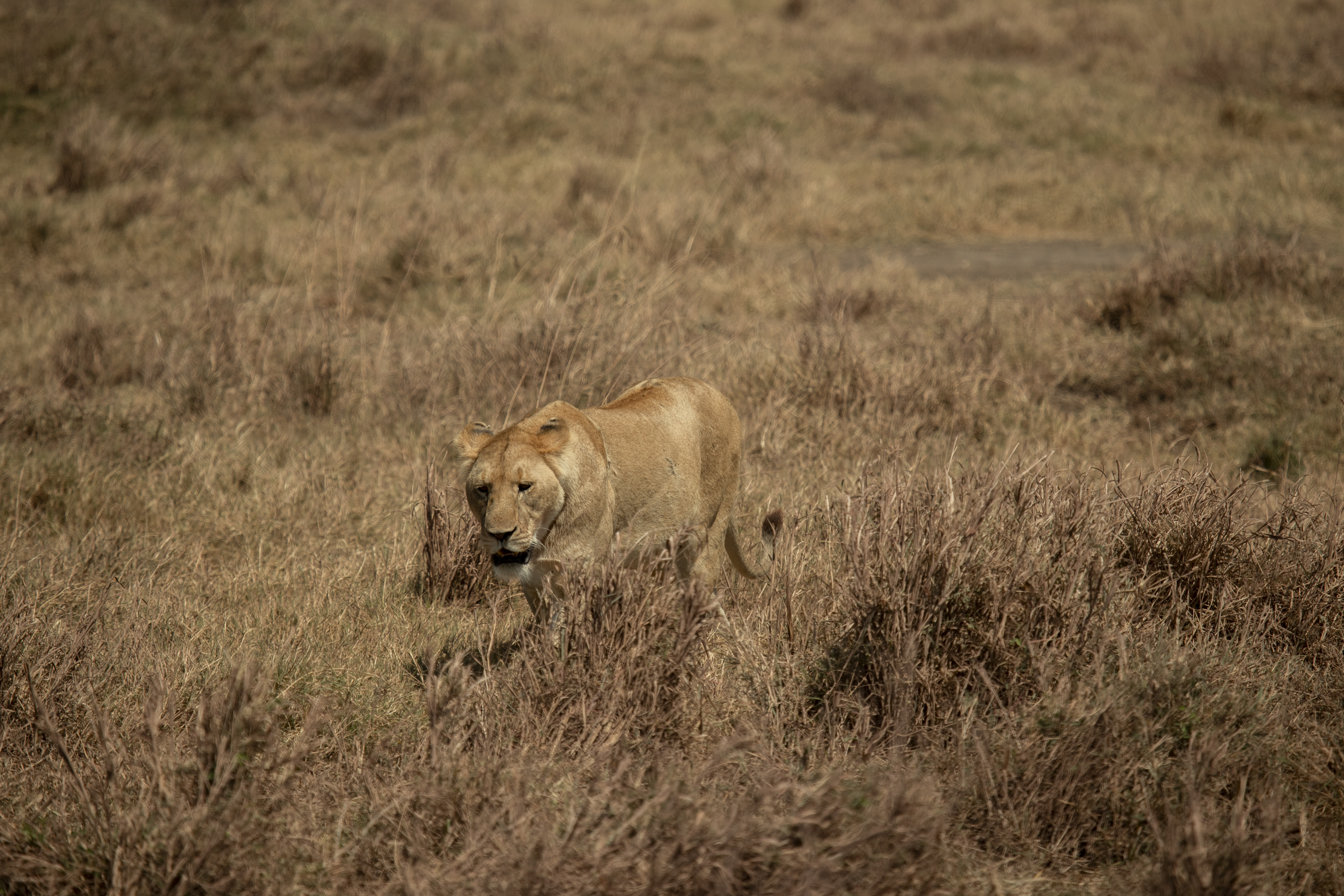 a lion in a field