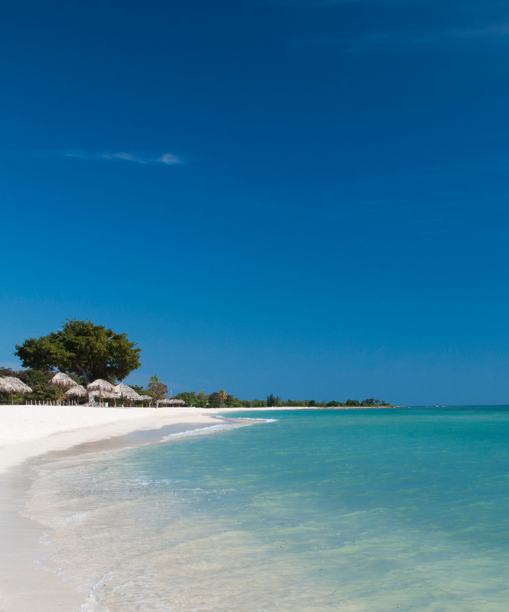 Playa caribeña de arena blanca con palmeras y aguas turquesas.