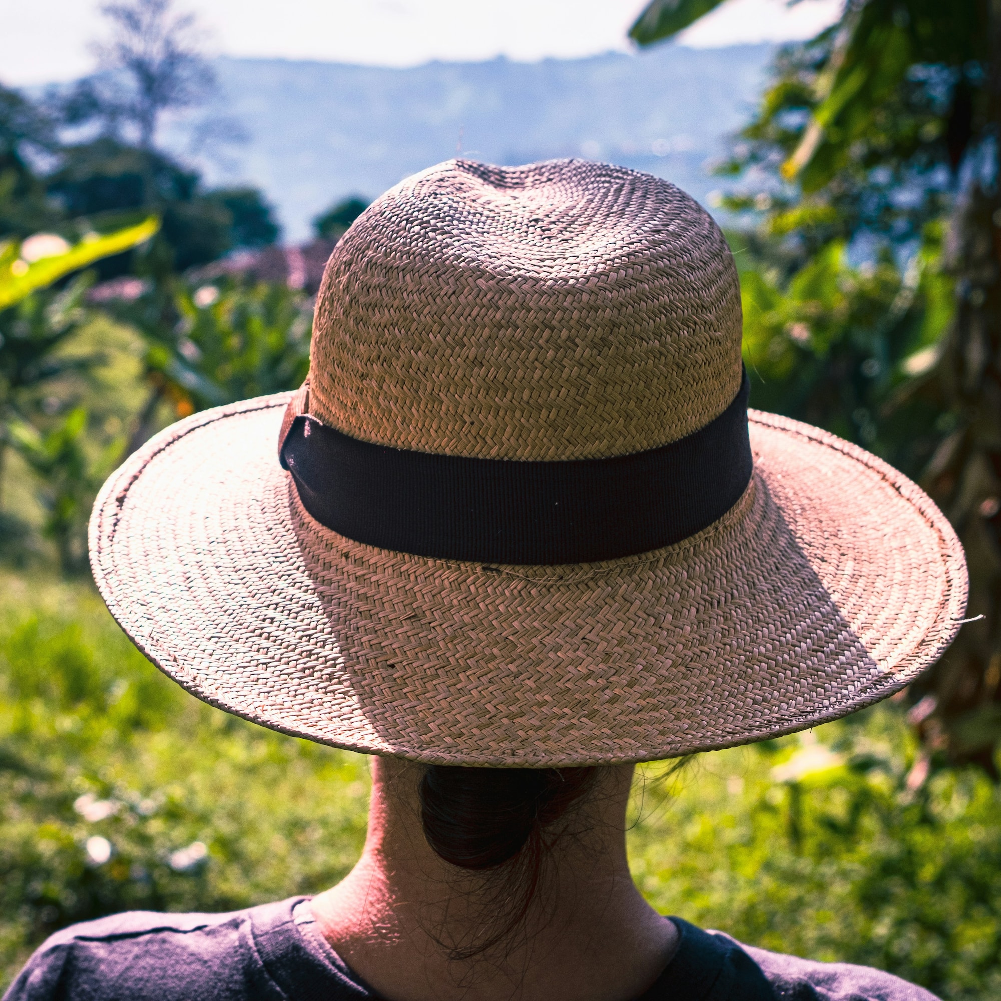 Person's back with straw hat, overlooking green tropical landscape.