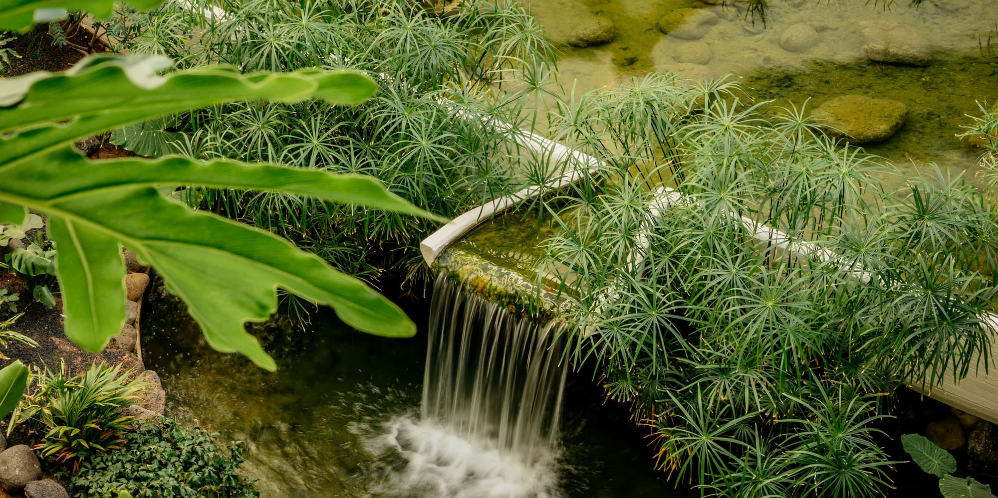 a waterfall over a pond with plants