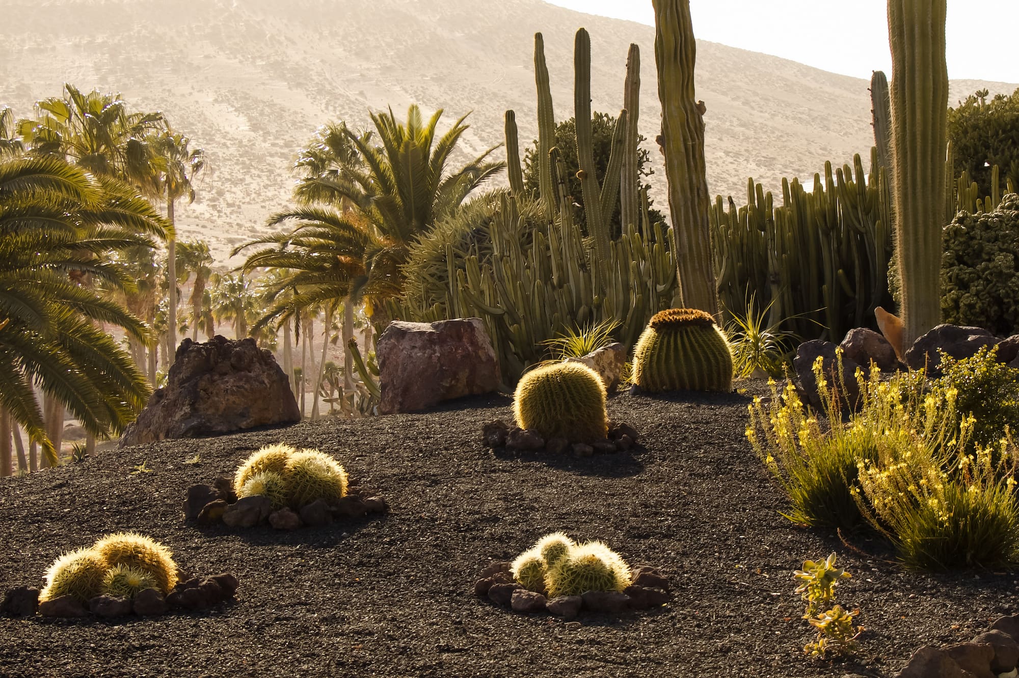 Jardín de cactus con palmeras y suelo volcánico en un paisaje desértico.