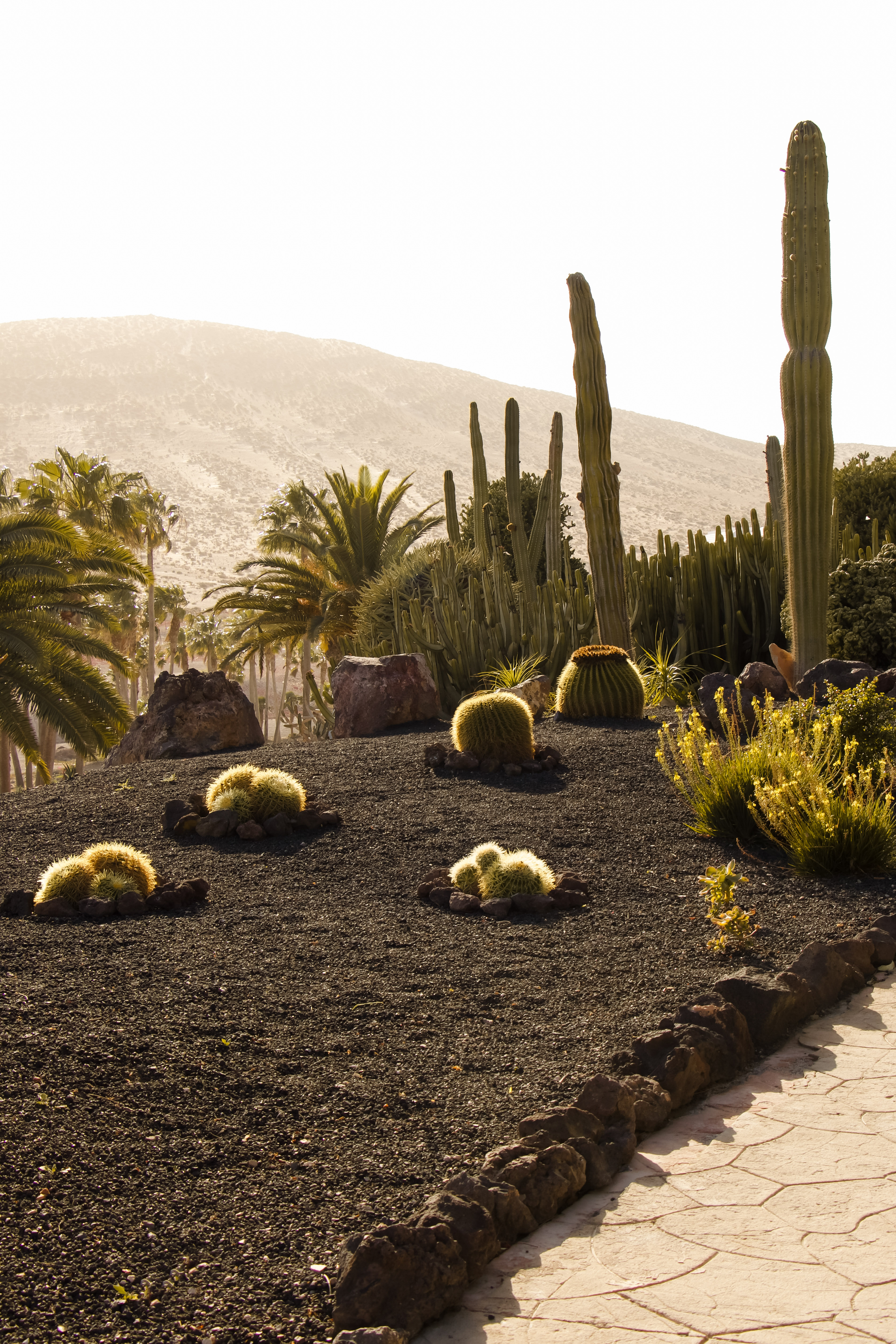 Jardín de cactus con palmeras y suelo volcánico en un paisaje desértico.
