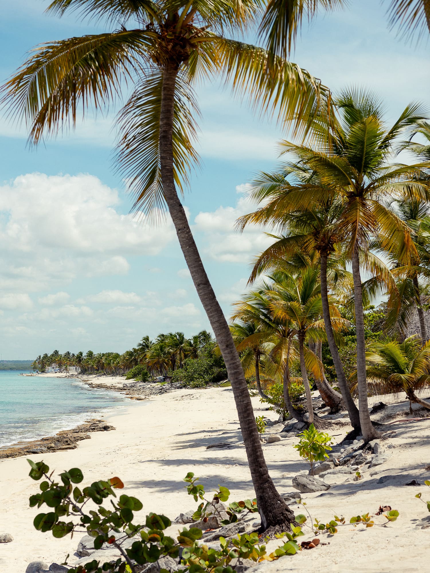 a beach with palm trees and blue water