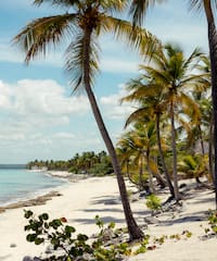 a beach with palm trees and blue water