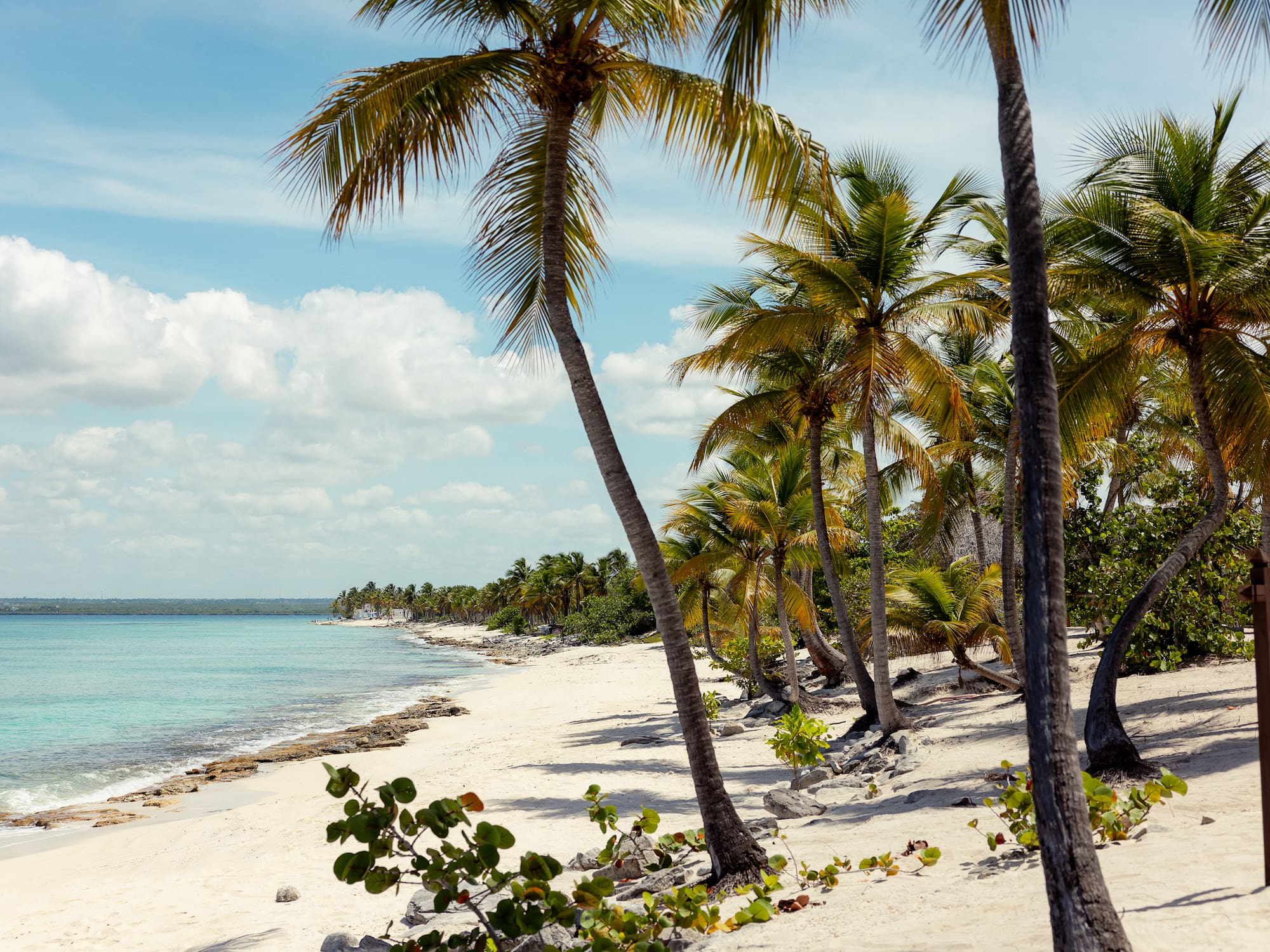a beach with palm trees and blue water