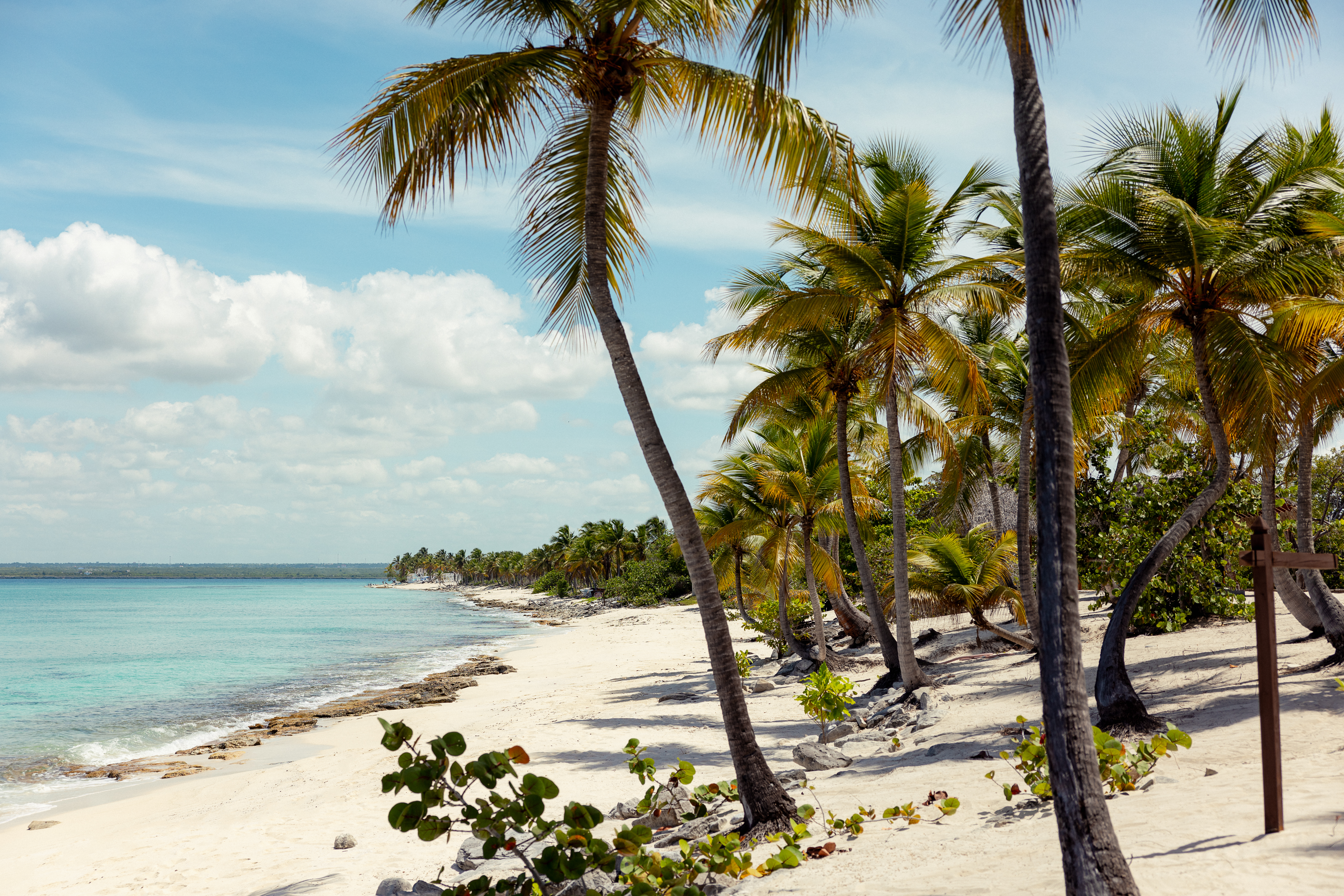 a beach with palm trees and blue water
