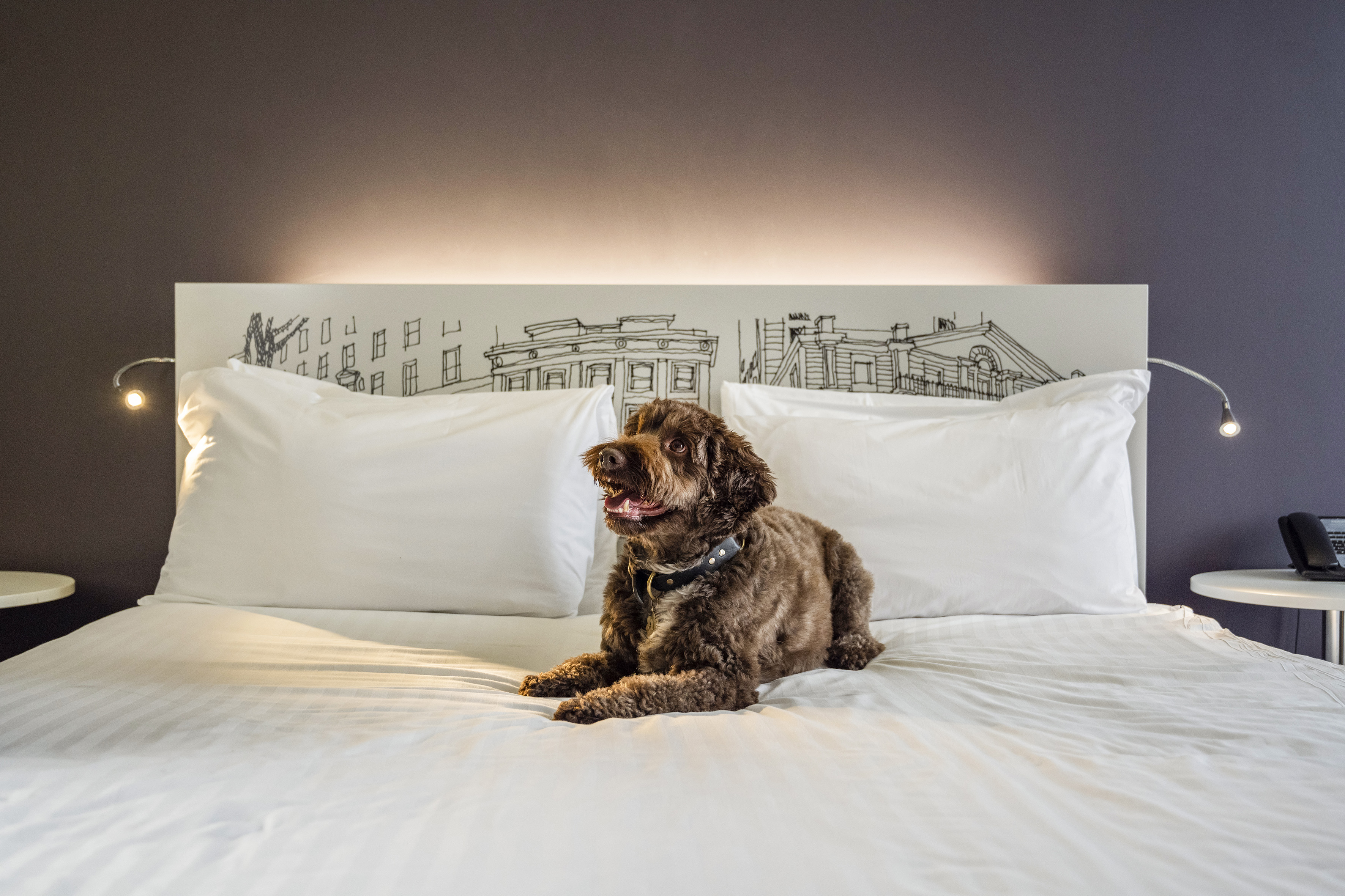 a dog lying on a bed