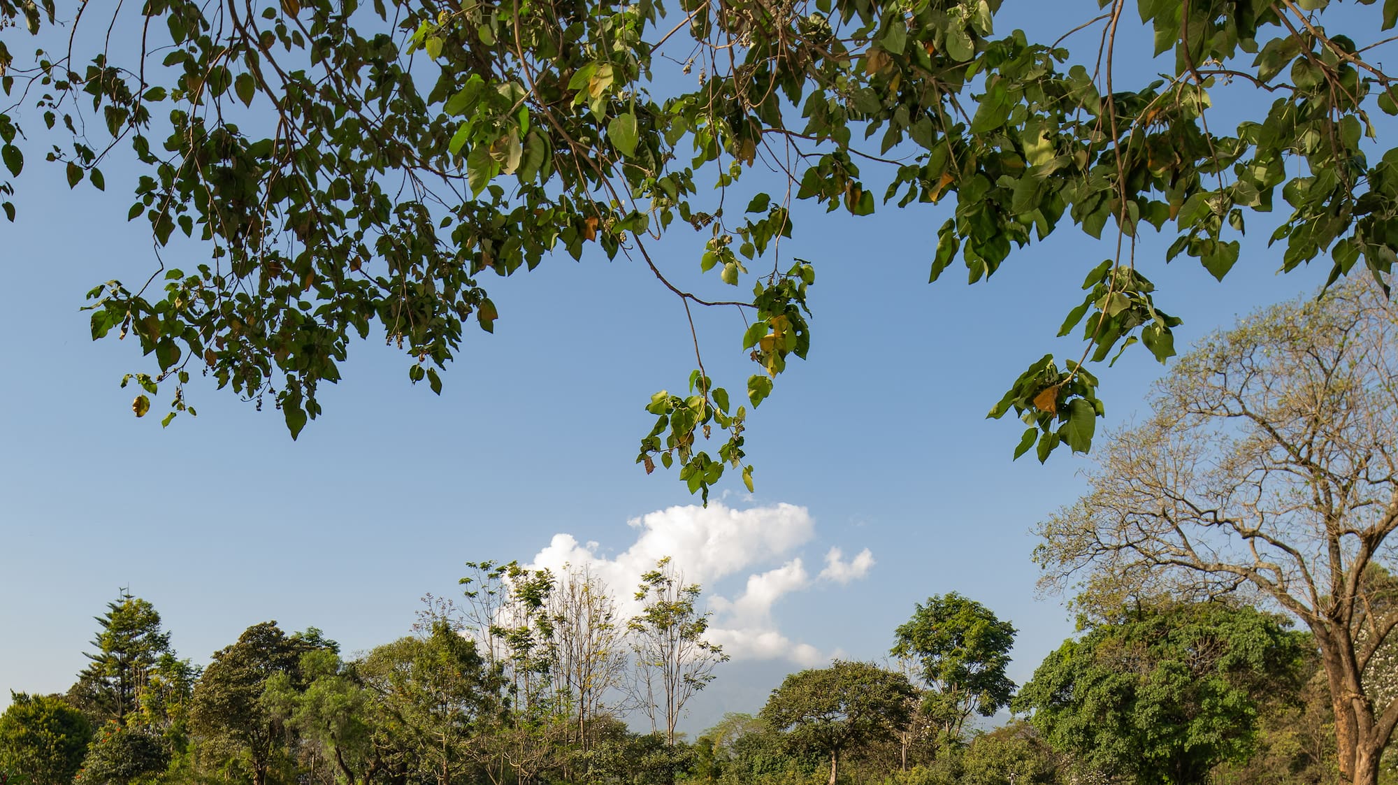 a table and chairs under a tree