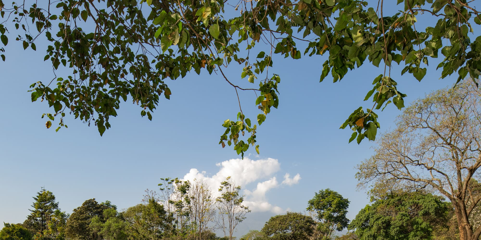 a table and chairs under a tree
