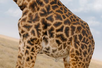 a giraffe with brown spots