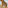 a giraffe with brown spots