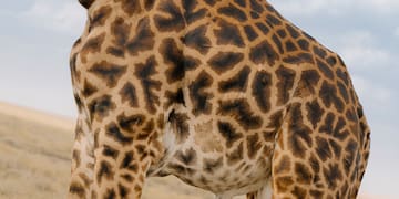 a giraffe with brown spots
