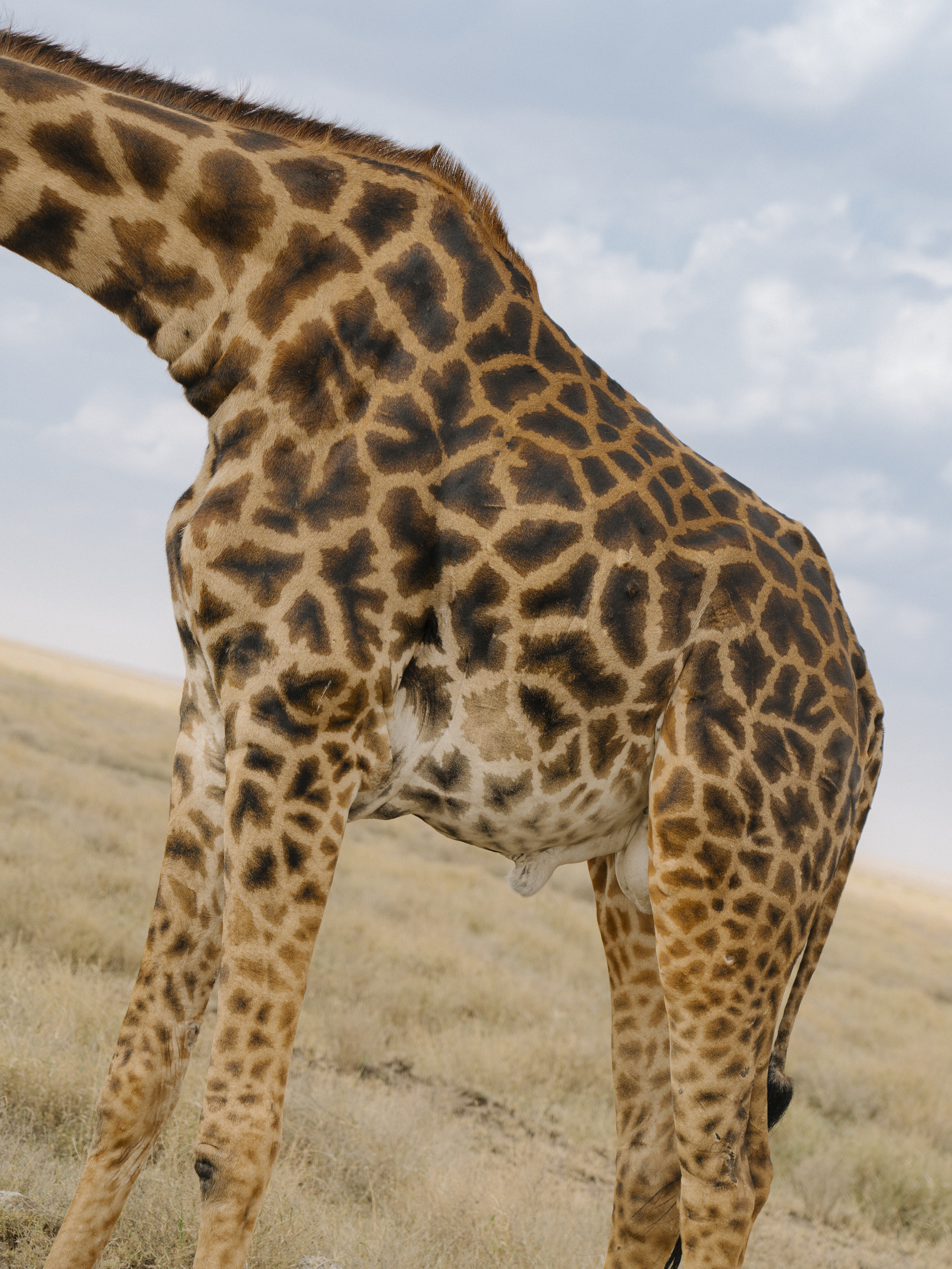 Giraffe body with unique patterned coat in savanna under cloudy sky