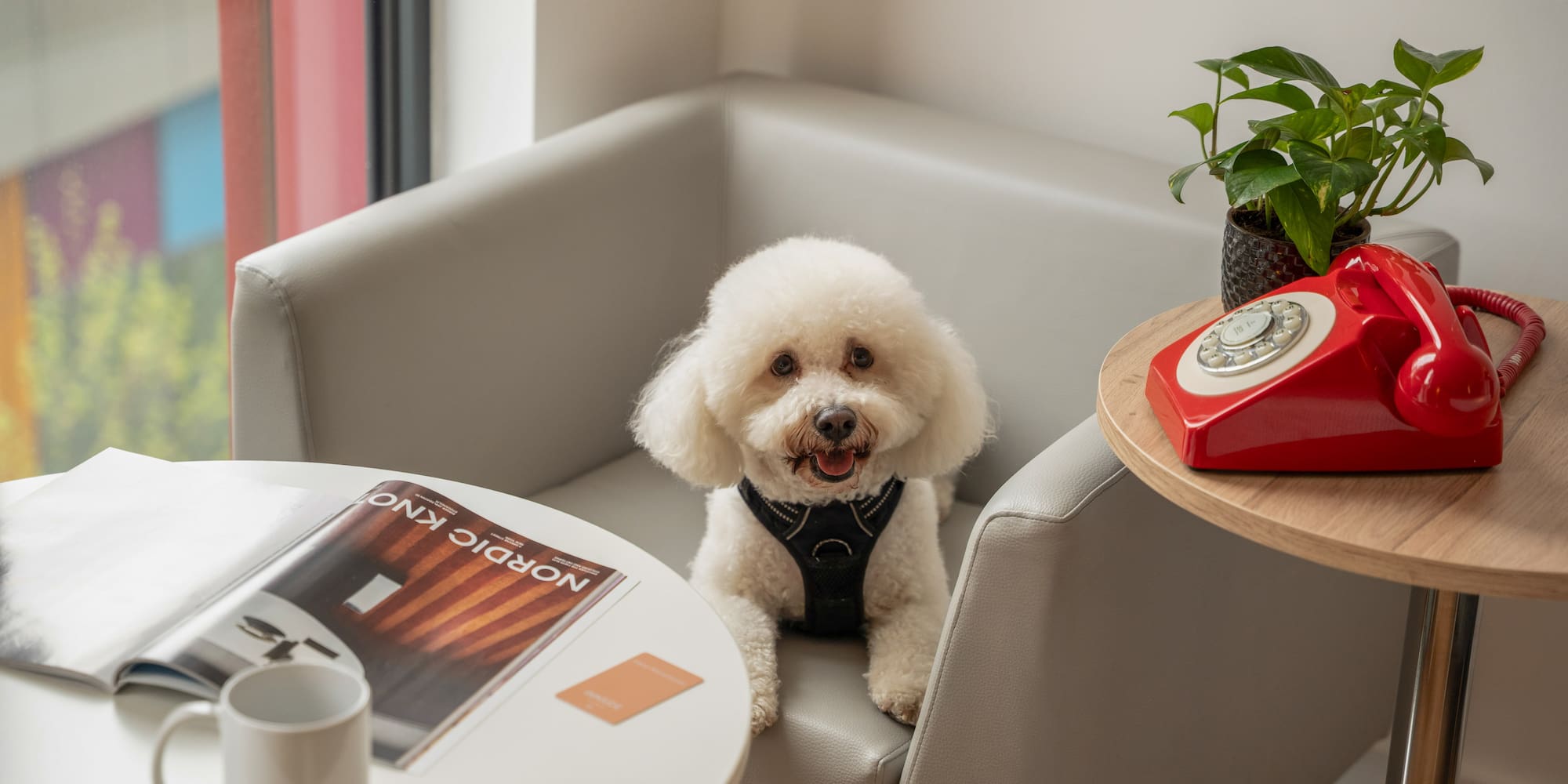 White fluffy dog on grey couch with magazine, mug, and vintage red phone.