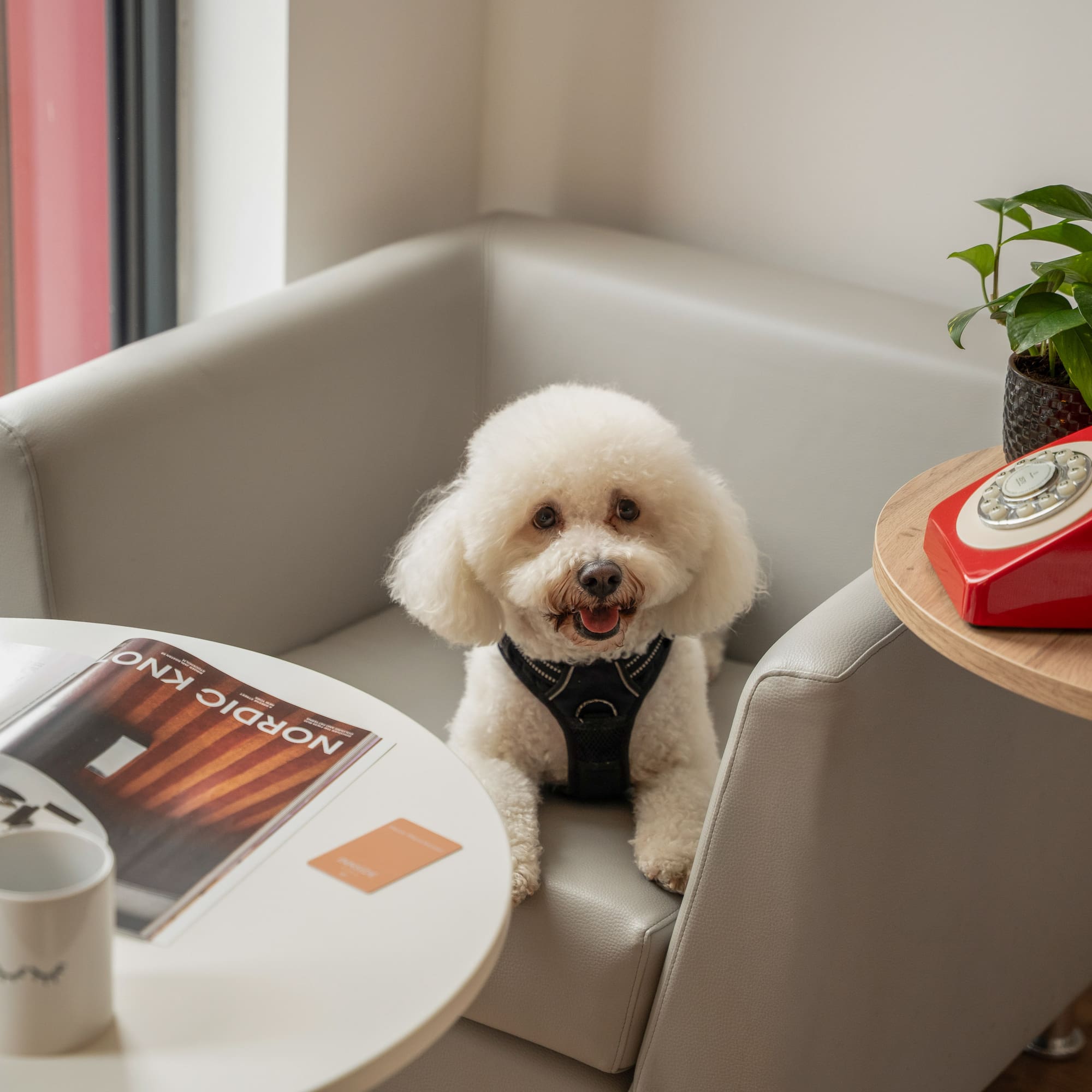 White fluffy dog on grey couch with magazine, mug, and vintage red phone.