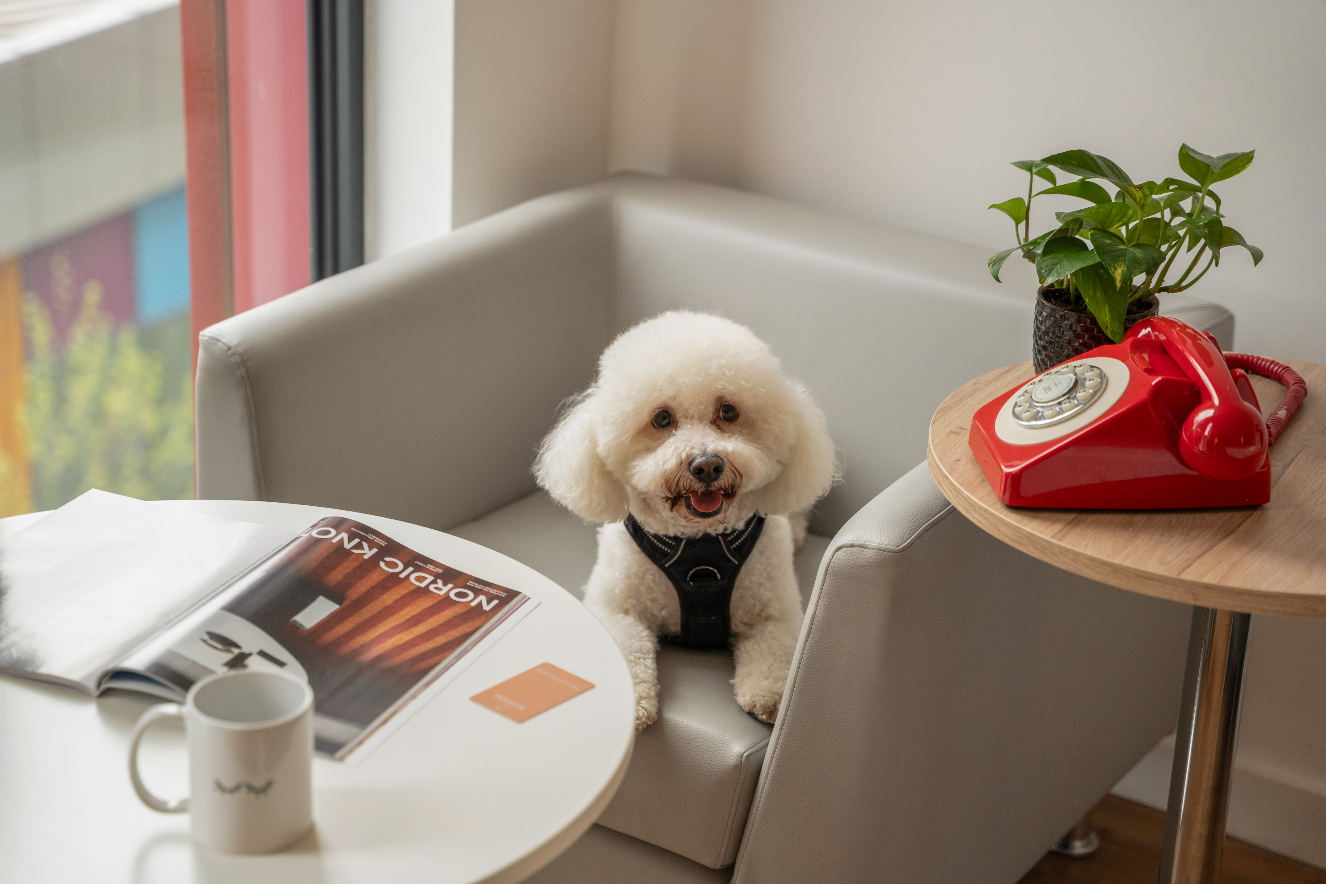 White fluffy dog on grey couch with magazine, mug, and vintage red phone.